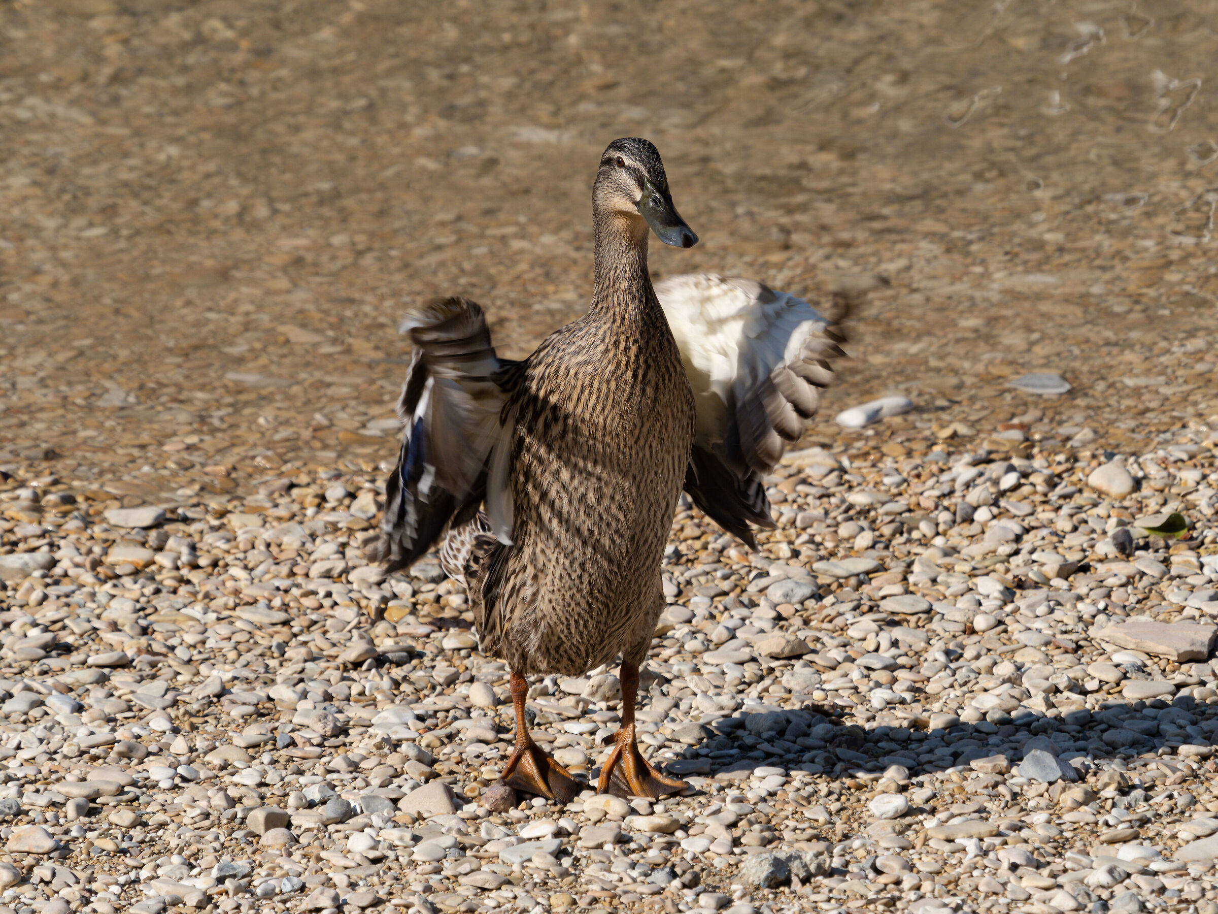 Femmina di germano al sole