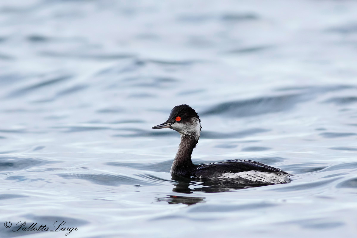 Black-necked grebe (Podiceps nigricollis)