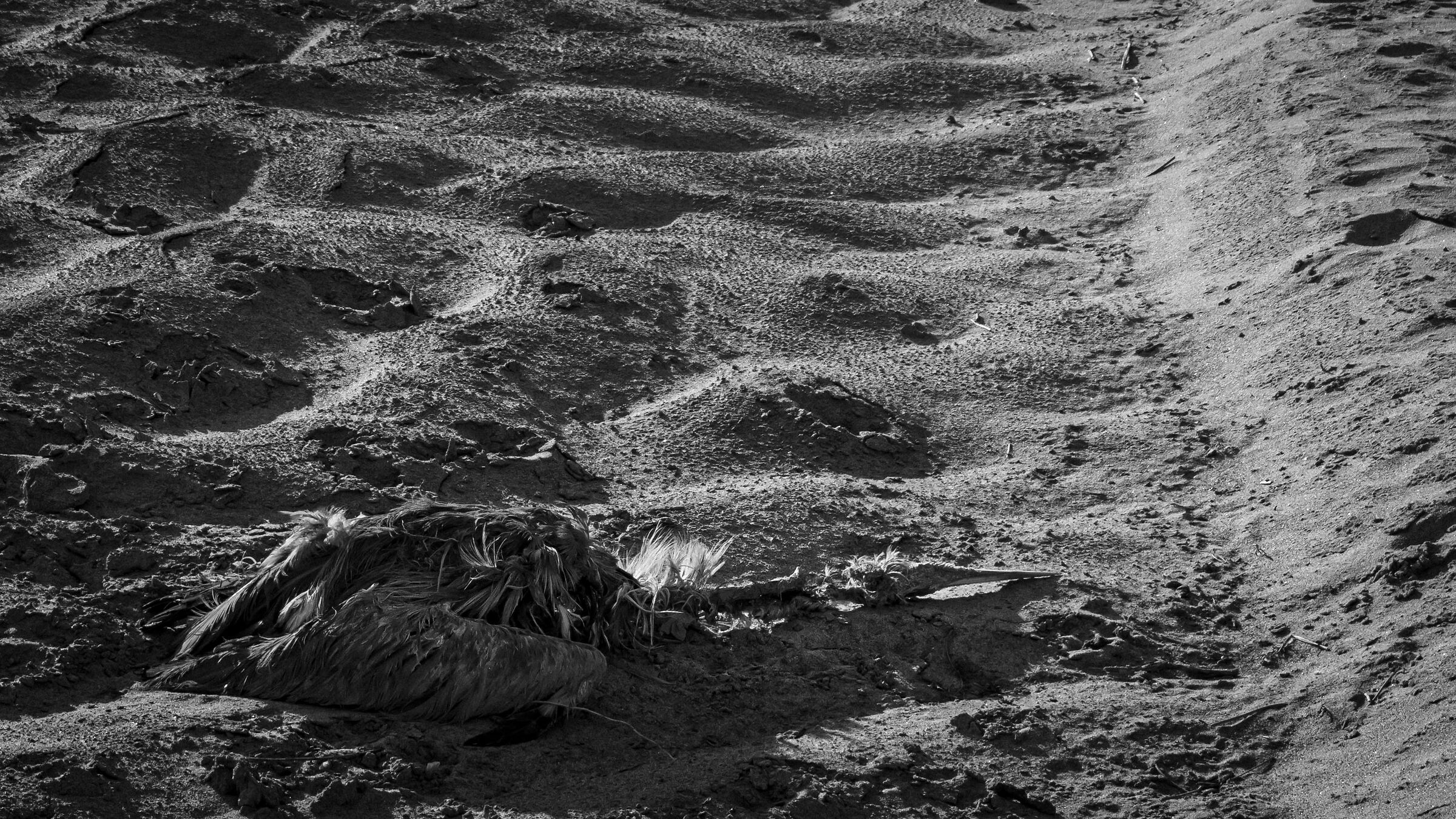 Desolazioni. Fluviali.