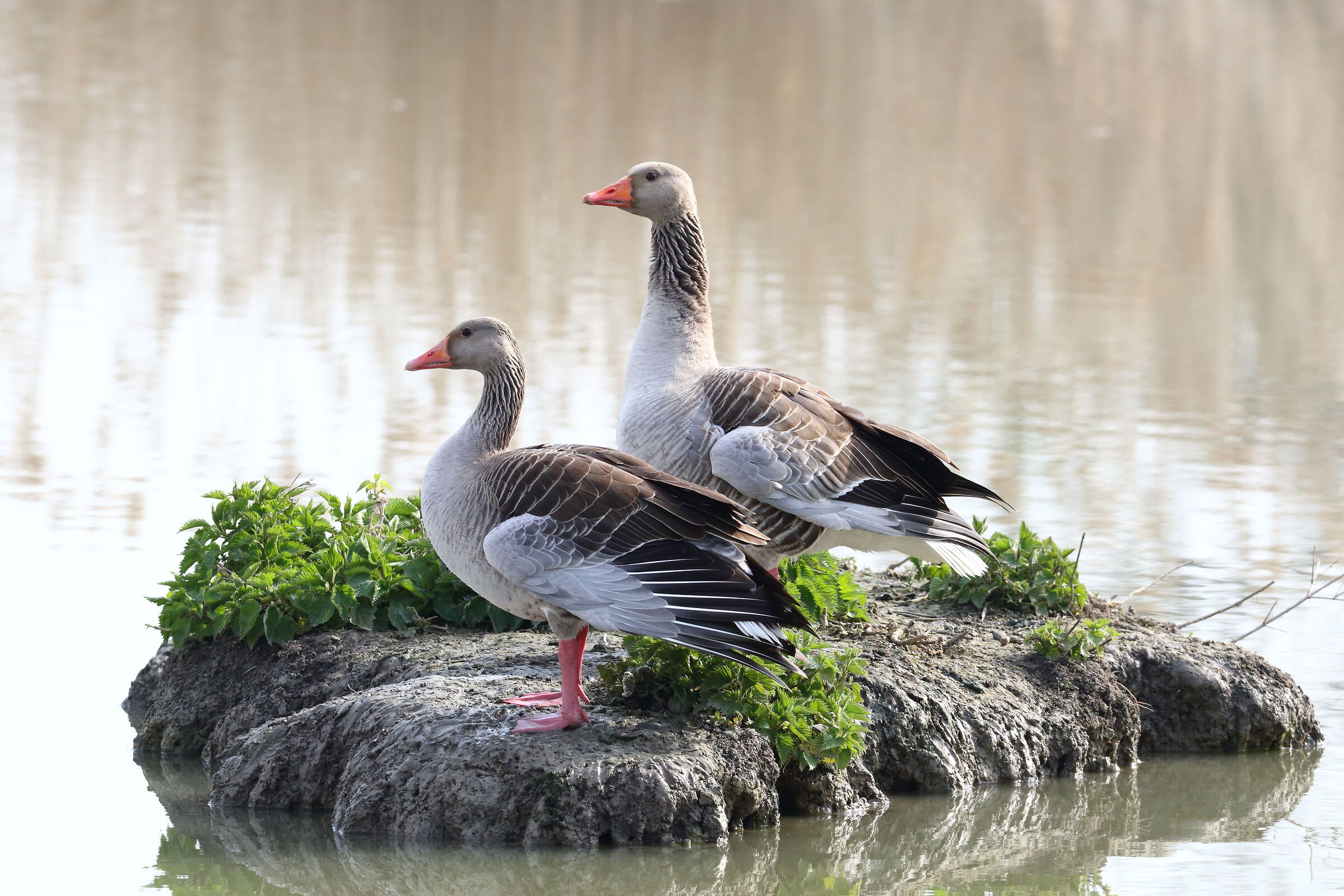 i sovrani dell'isola