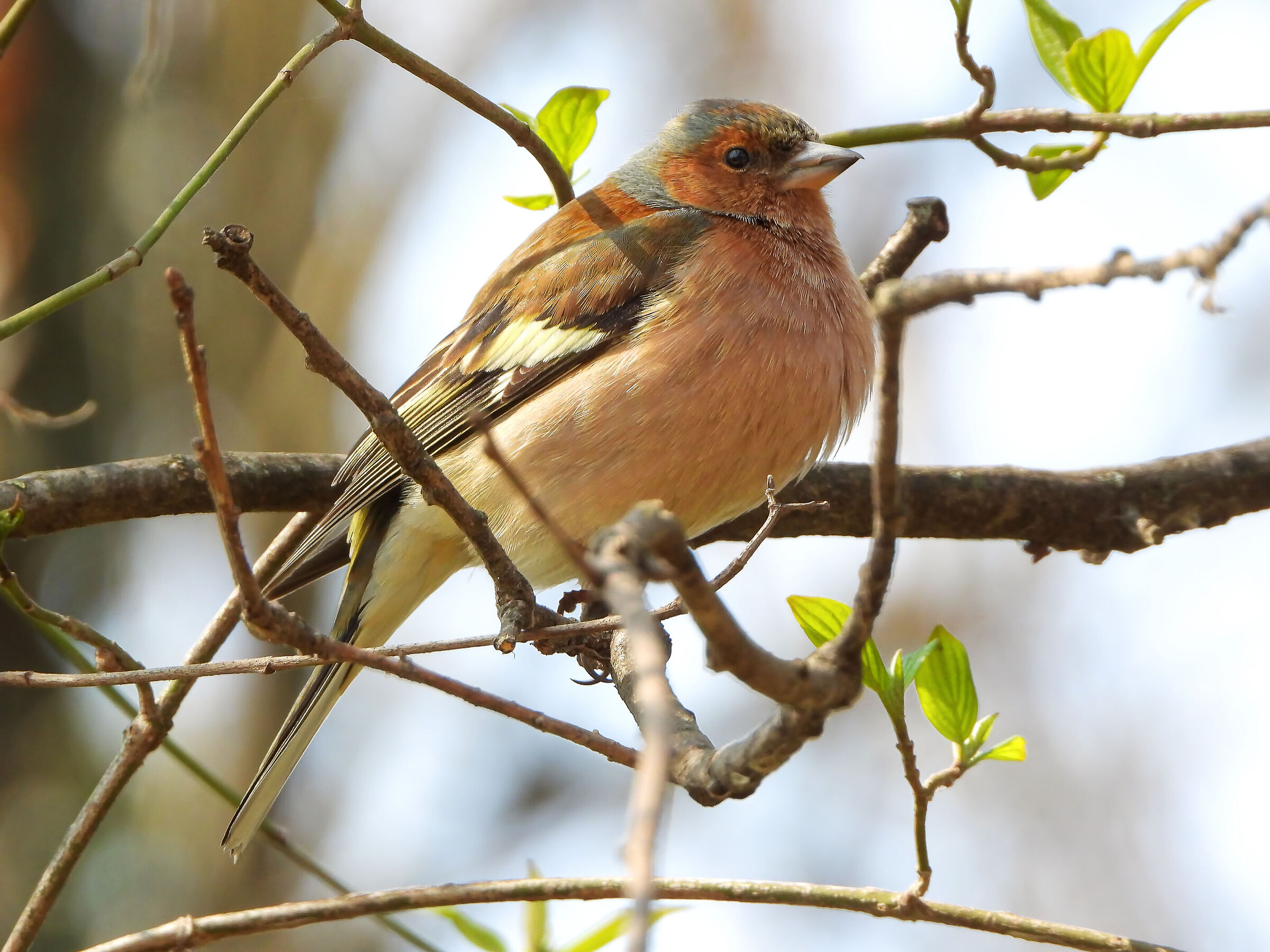 Chaffinch
