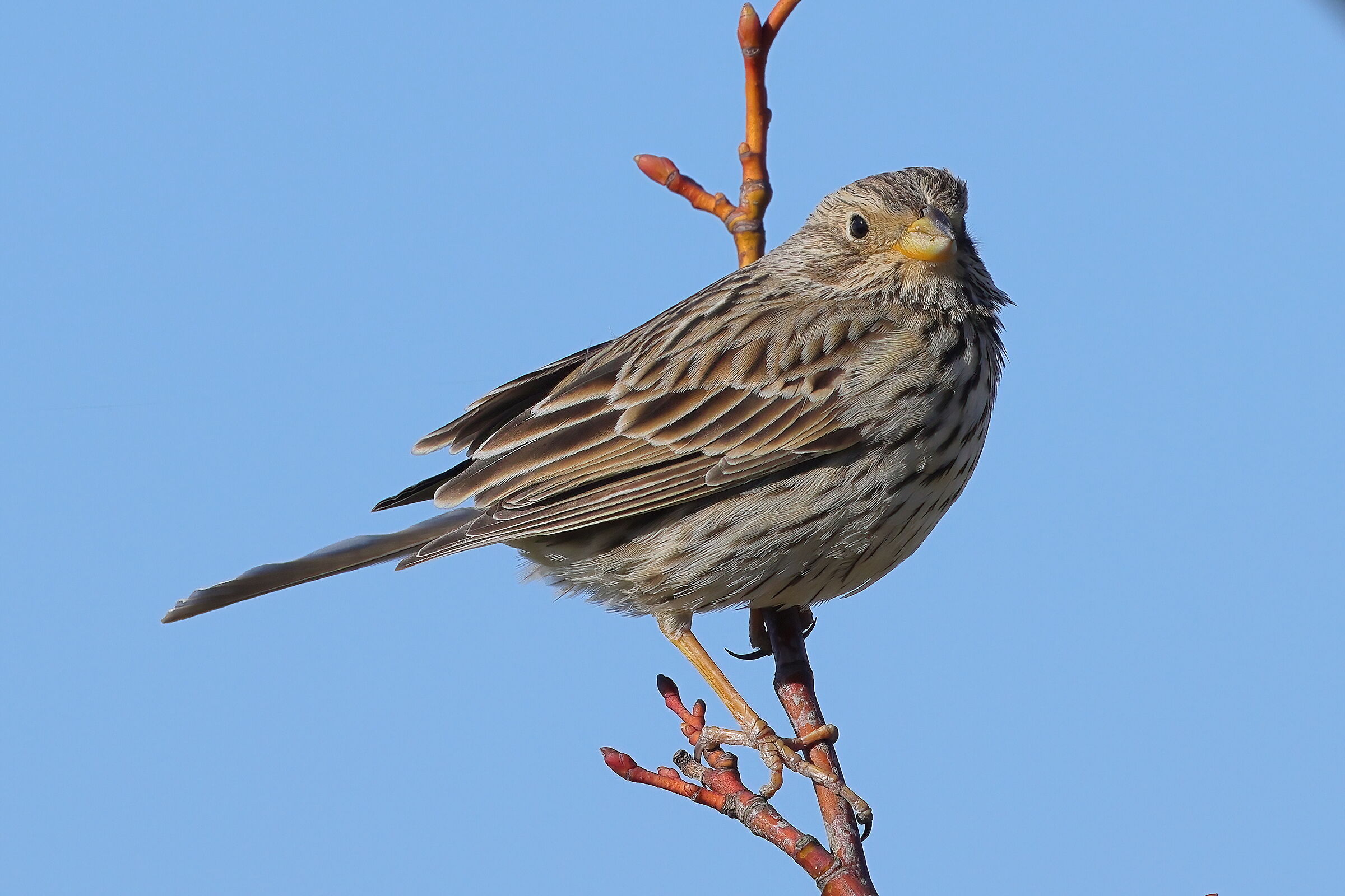 Corn bunting