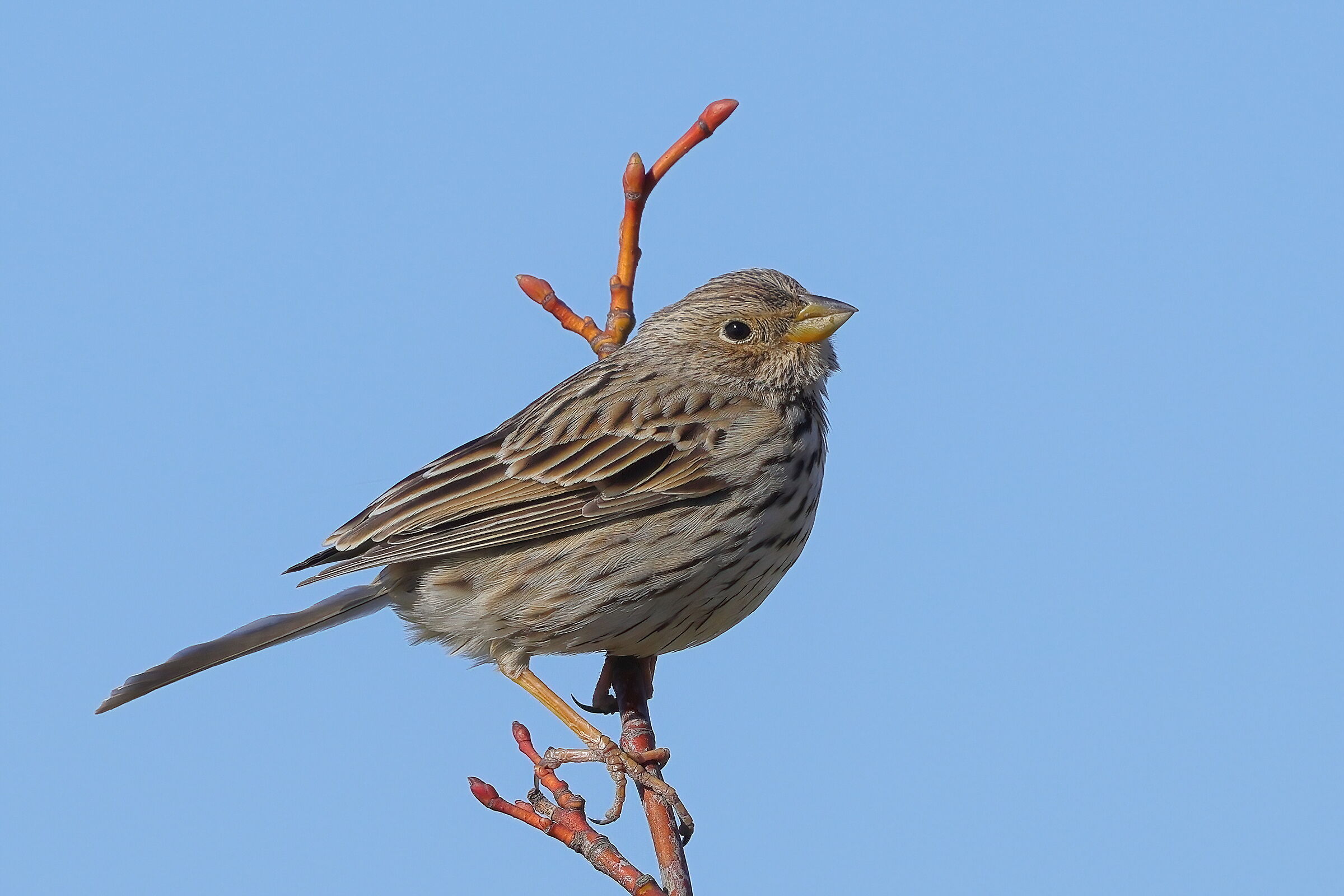 Corn bunting