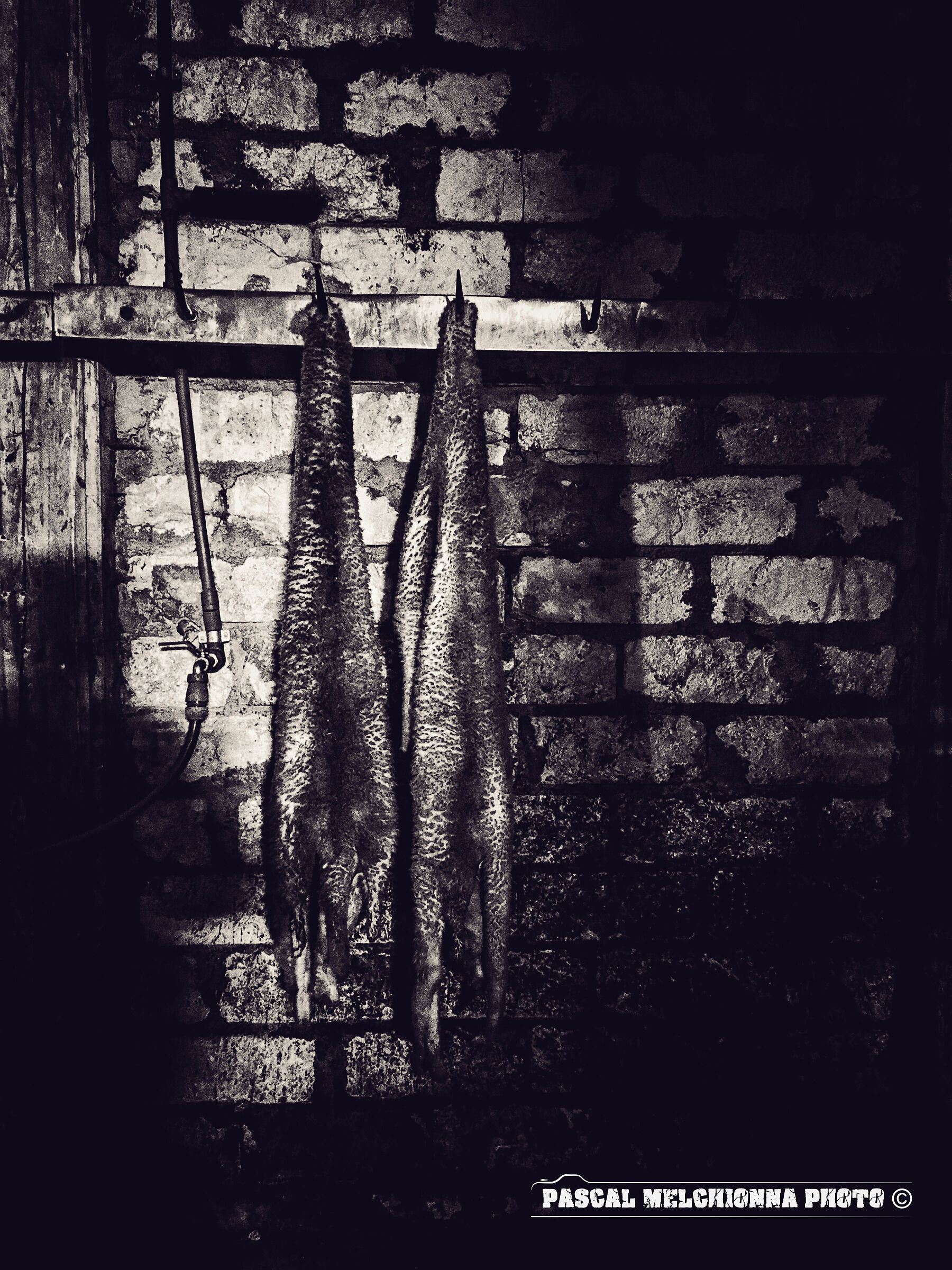 the silence of the lambs