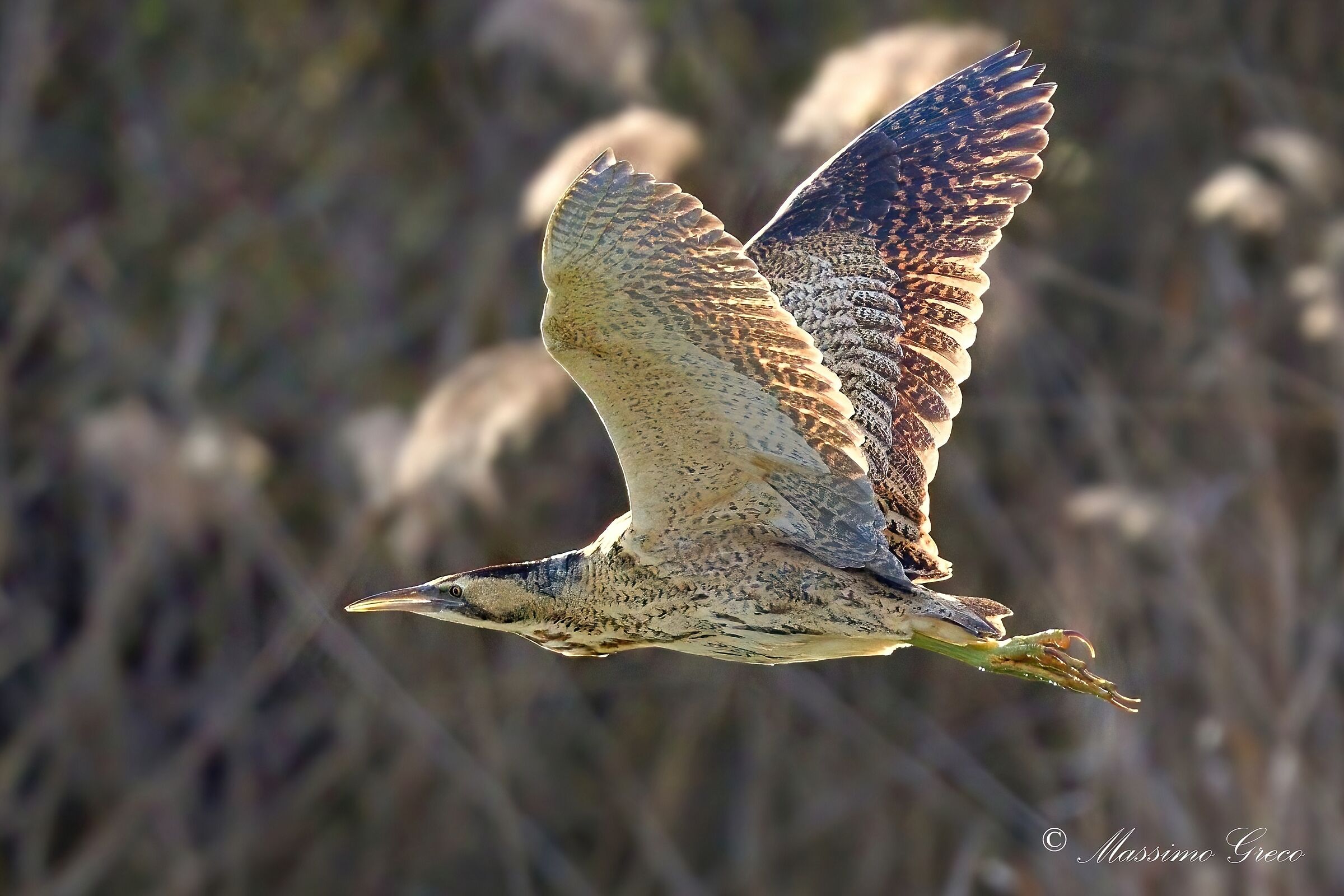 Bittern (Botaurus stellaris)
