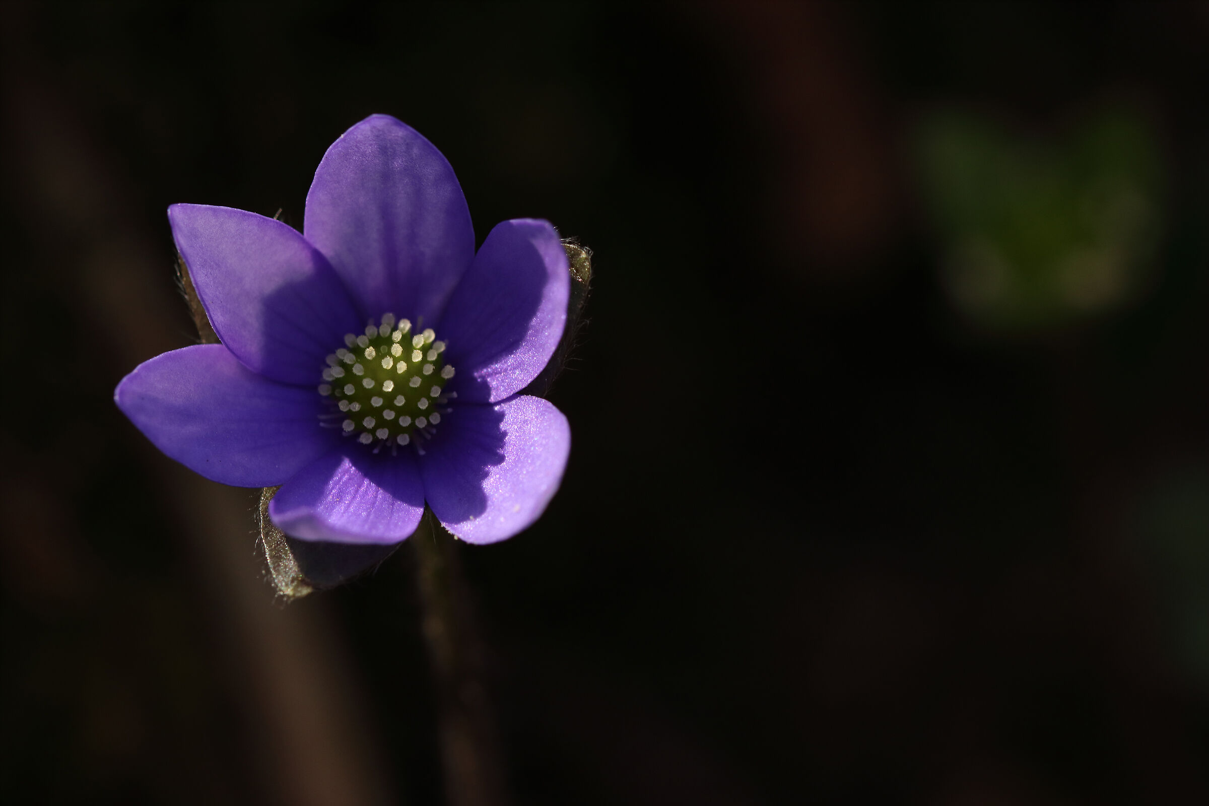 little gem of the woods