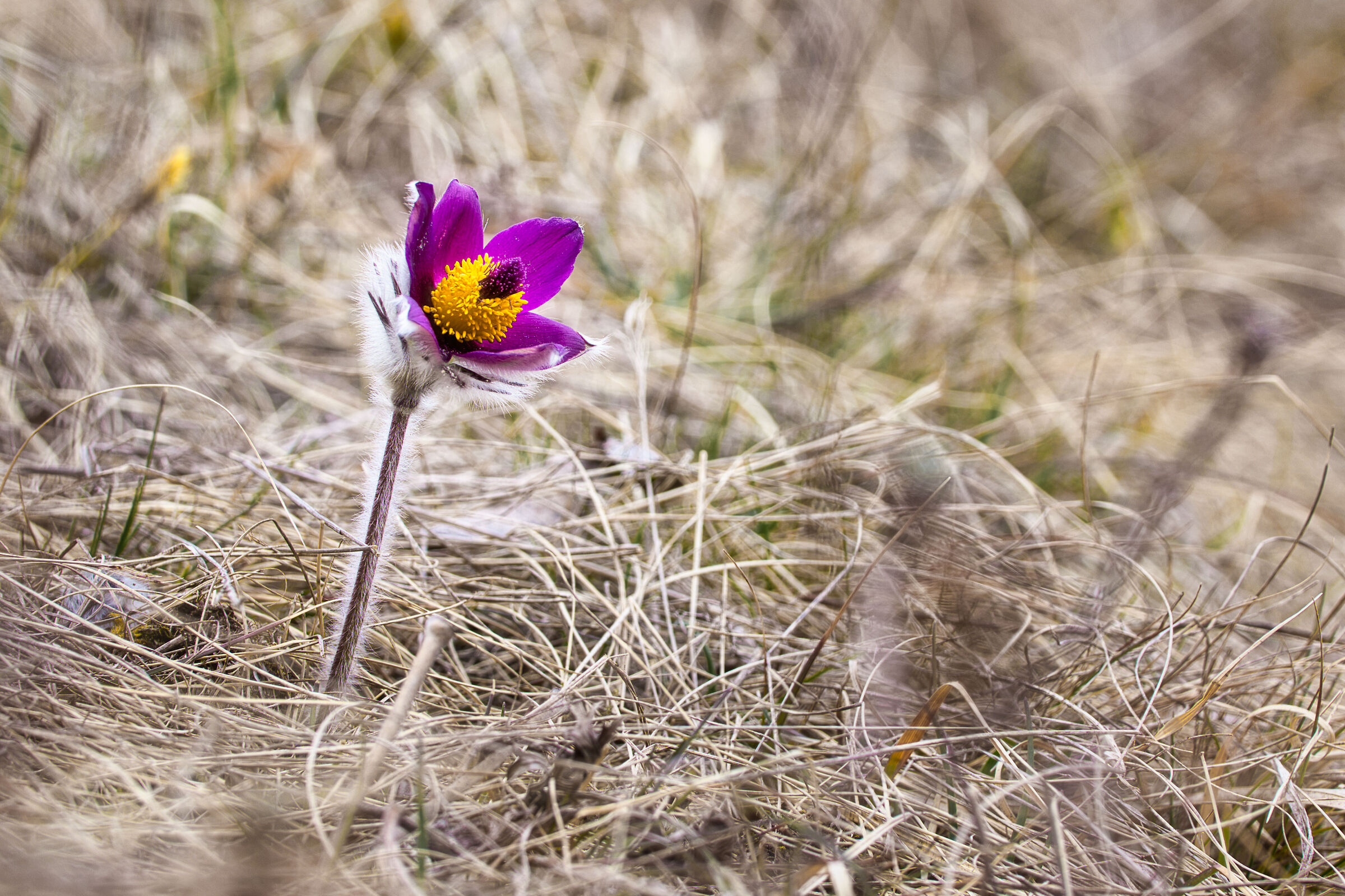 Pulsatilla