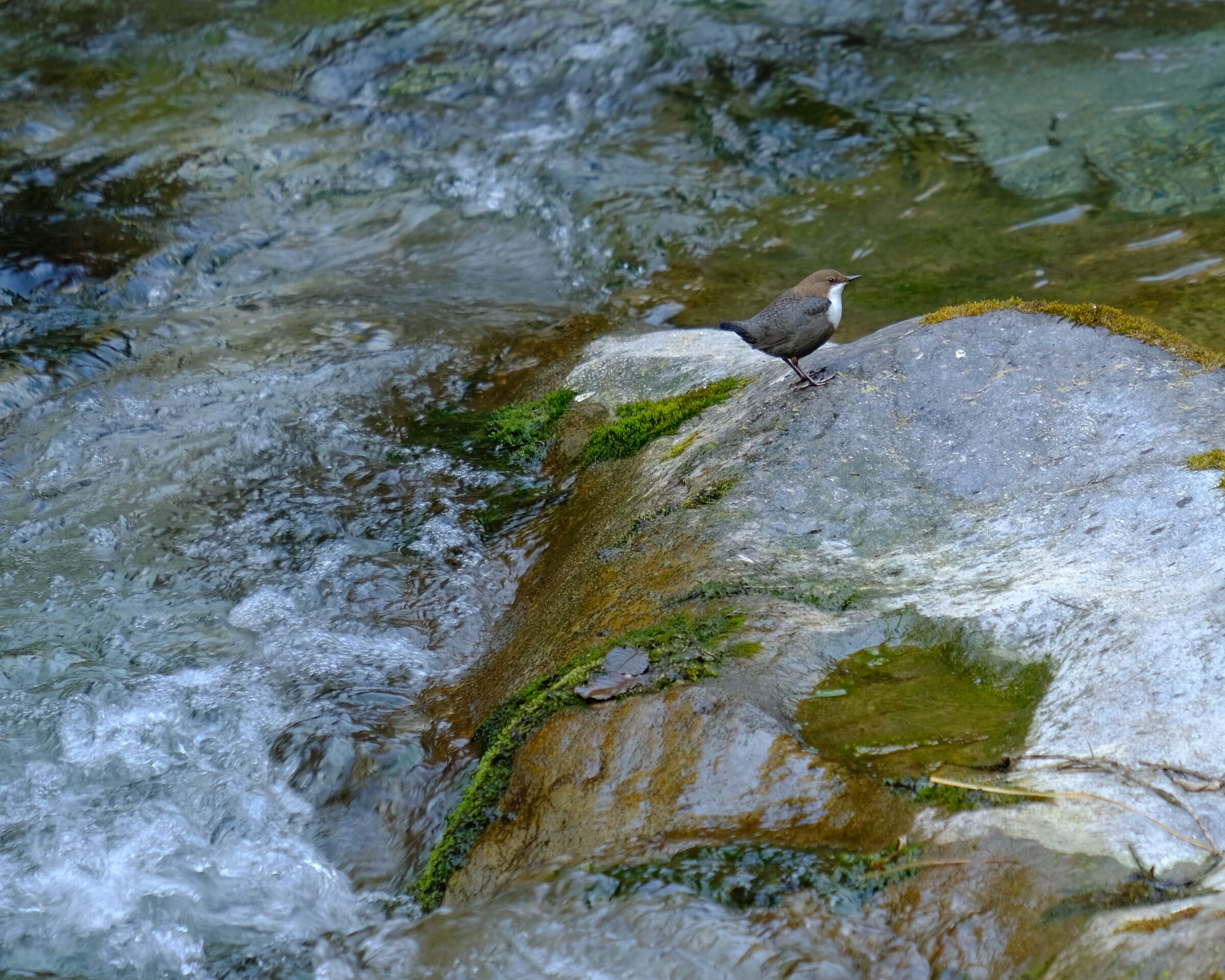 dipper blackbird - Val Vertova BG