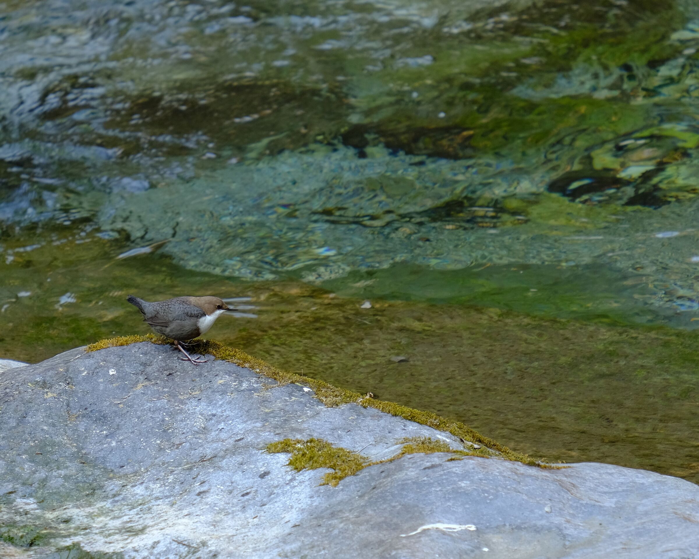 dipper blackbird - Val Vertova BG