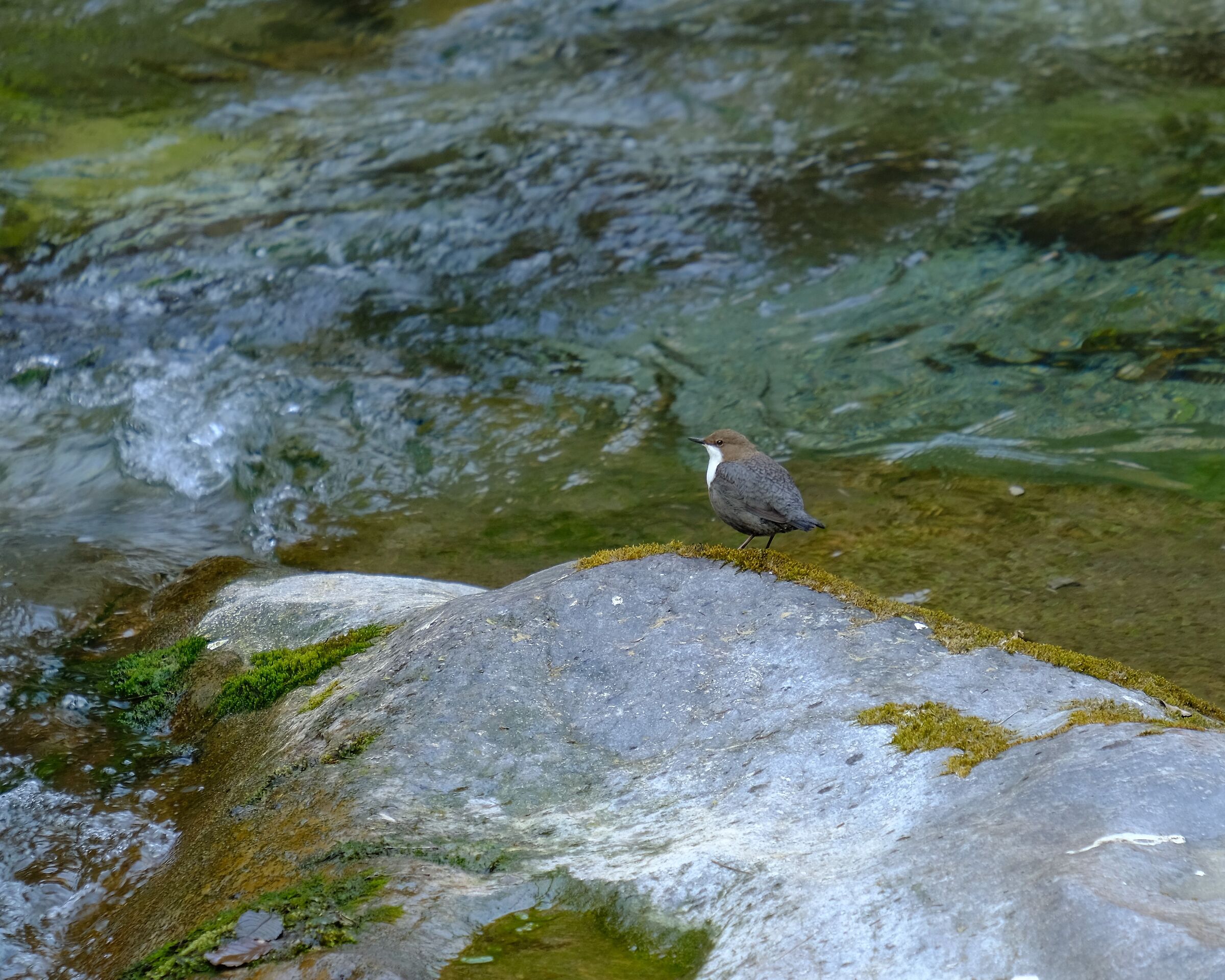 dipper blackbird - Val Vertova BG