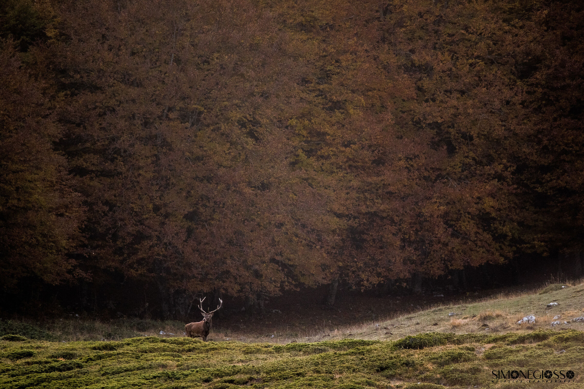 Solitario