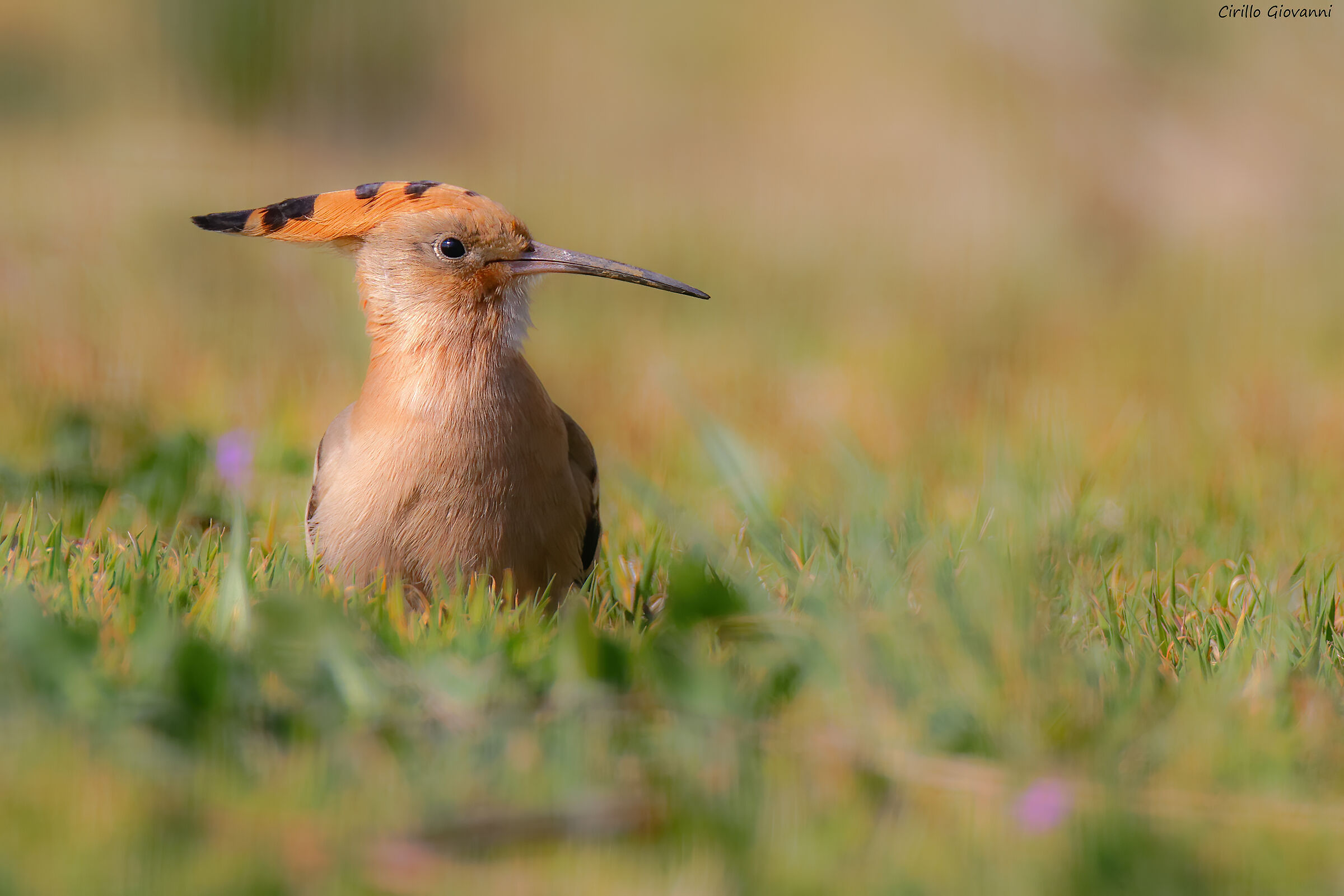 hoopoe