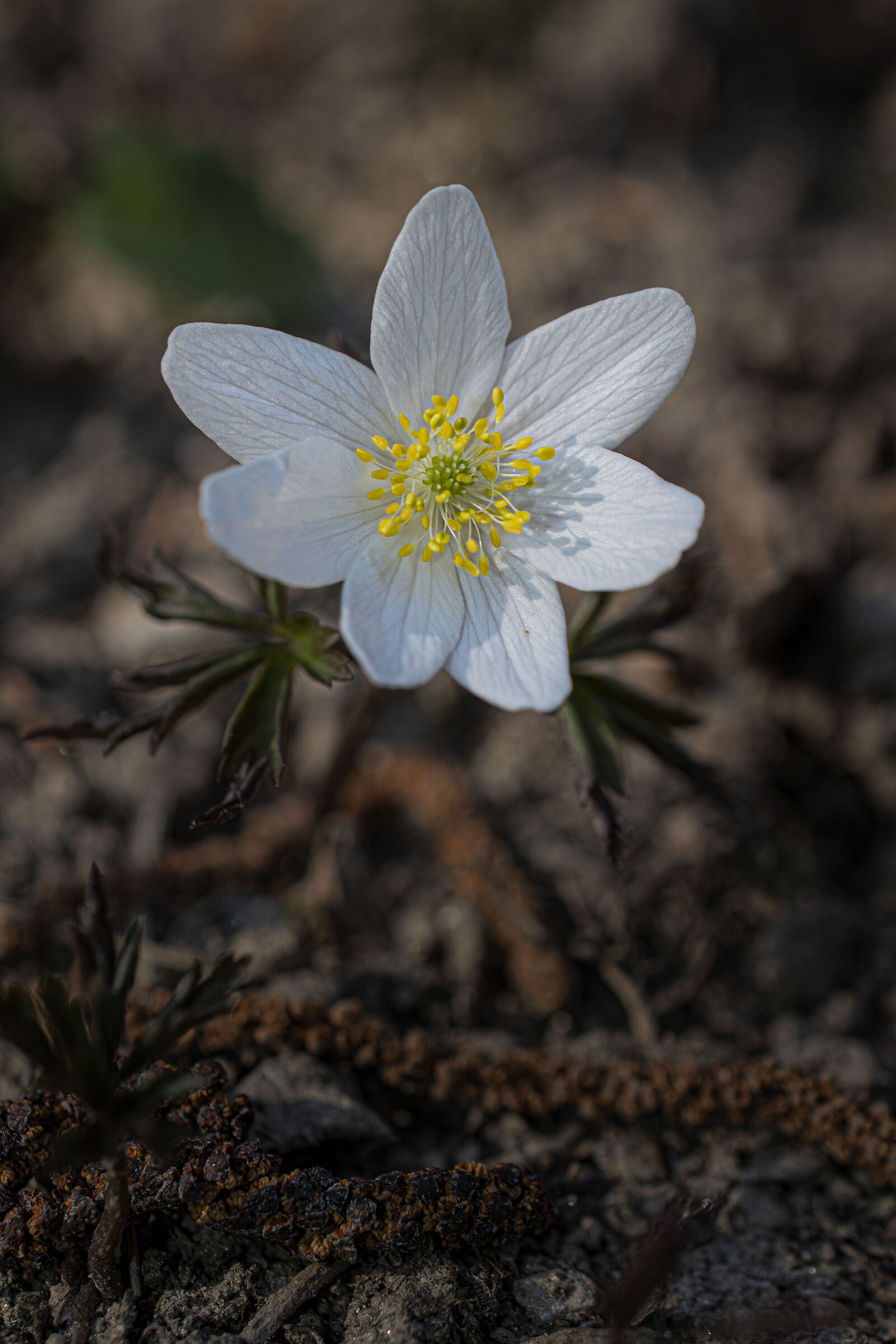 Fra i secchi fiori di nocciolo...