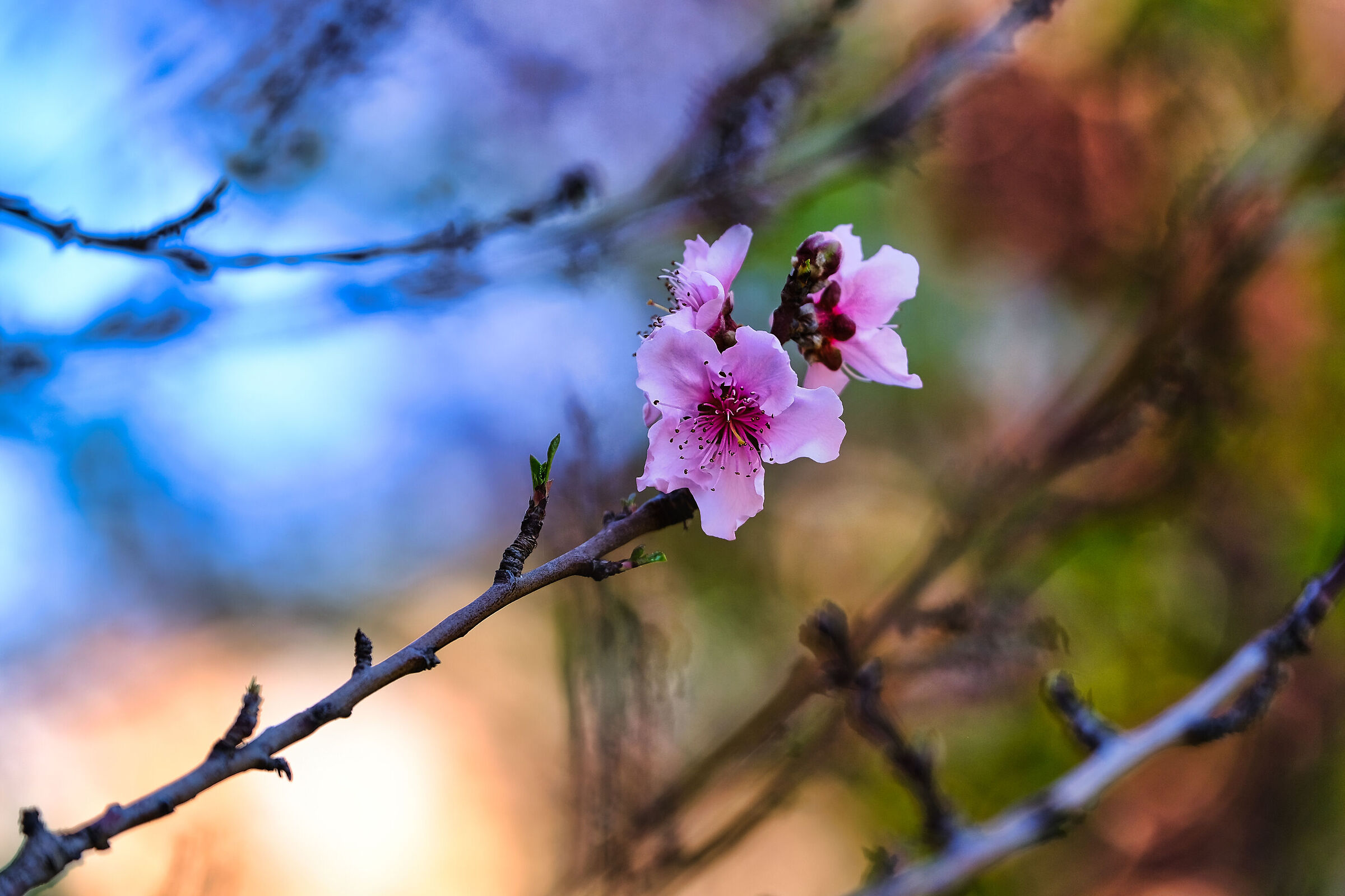 ... a simple peach blossom
