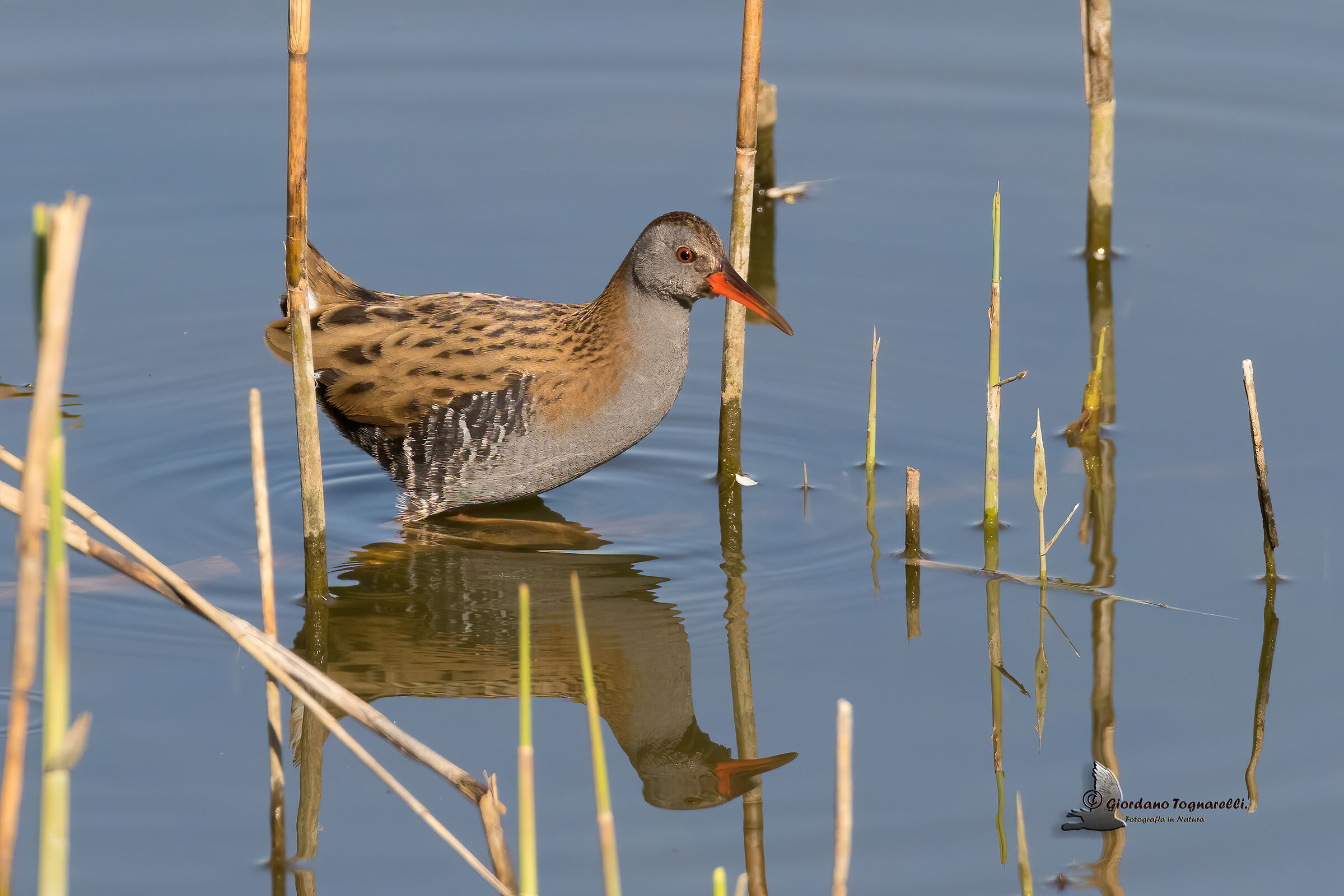 Pigsty (Rallus aquaticus)
