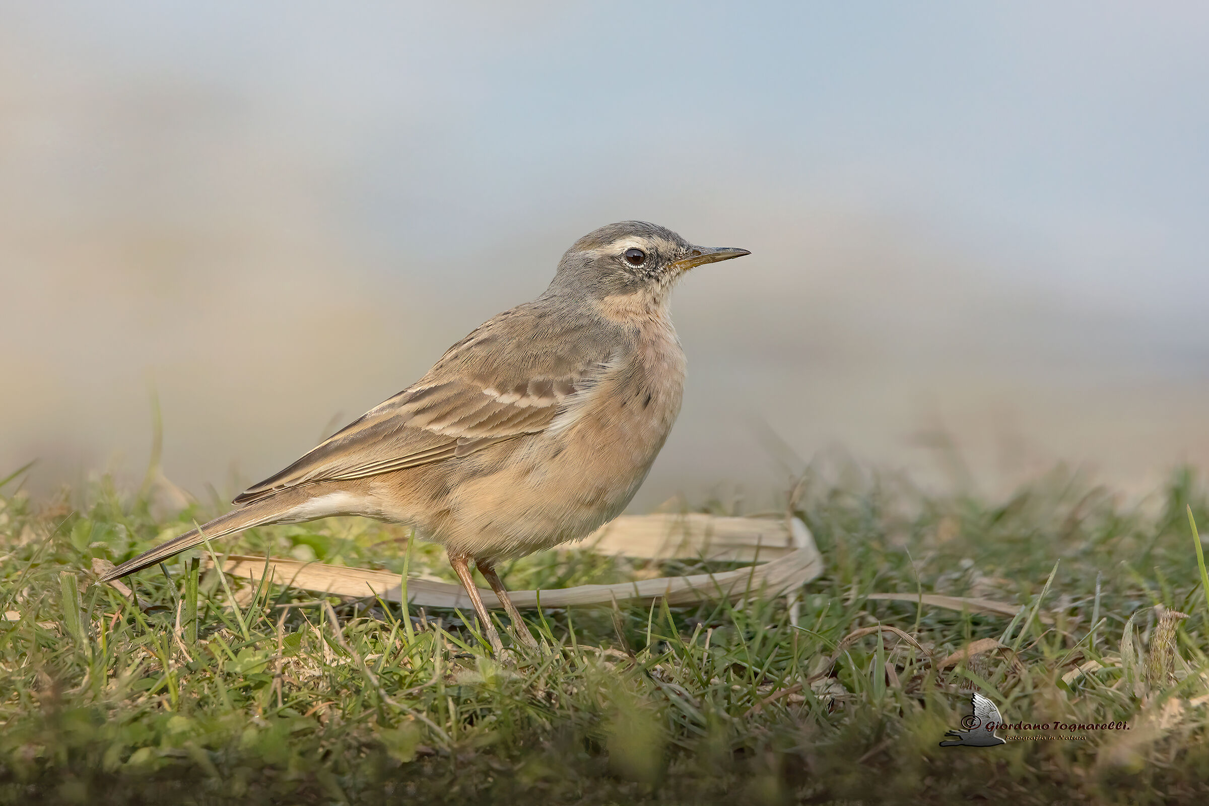 Peept (Anthus spinoleta)