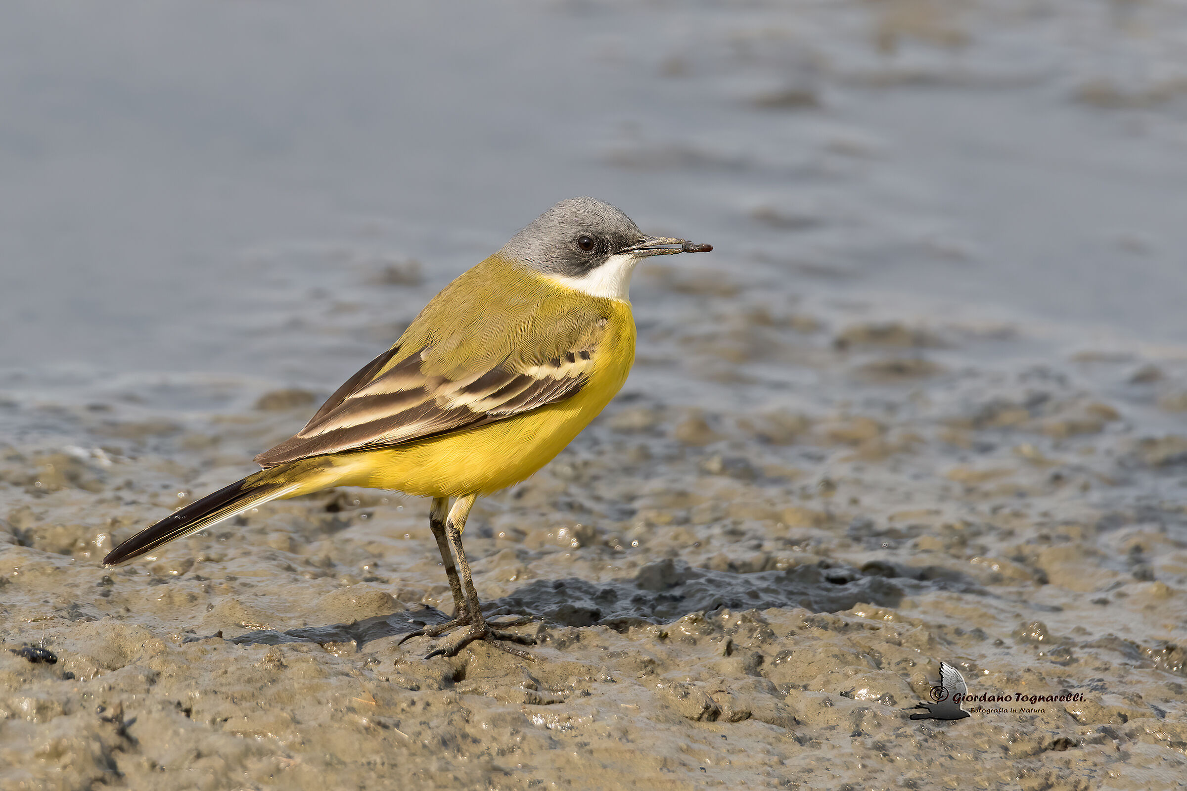 Cutrettola capocenerino (Montacilla cinereocapilla)