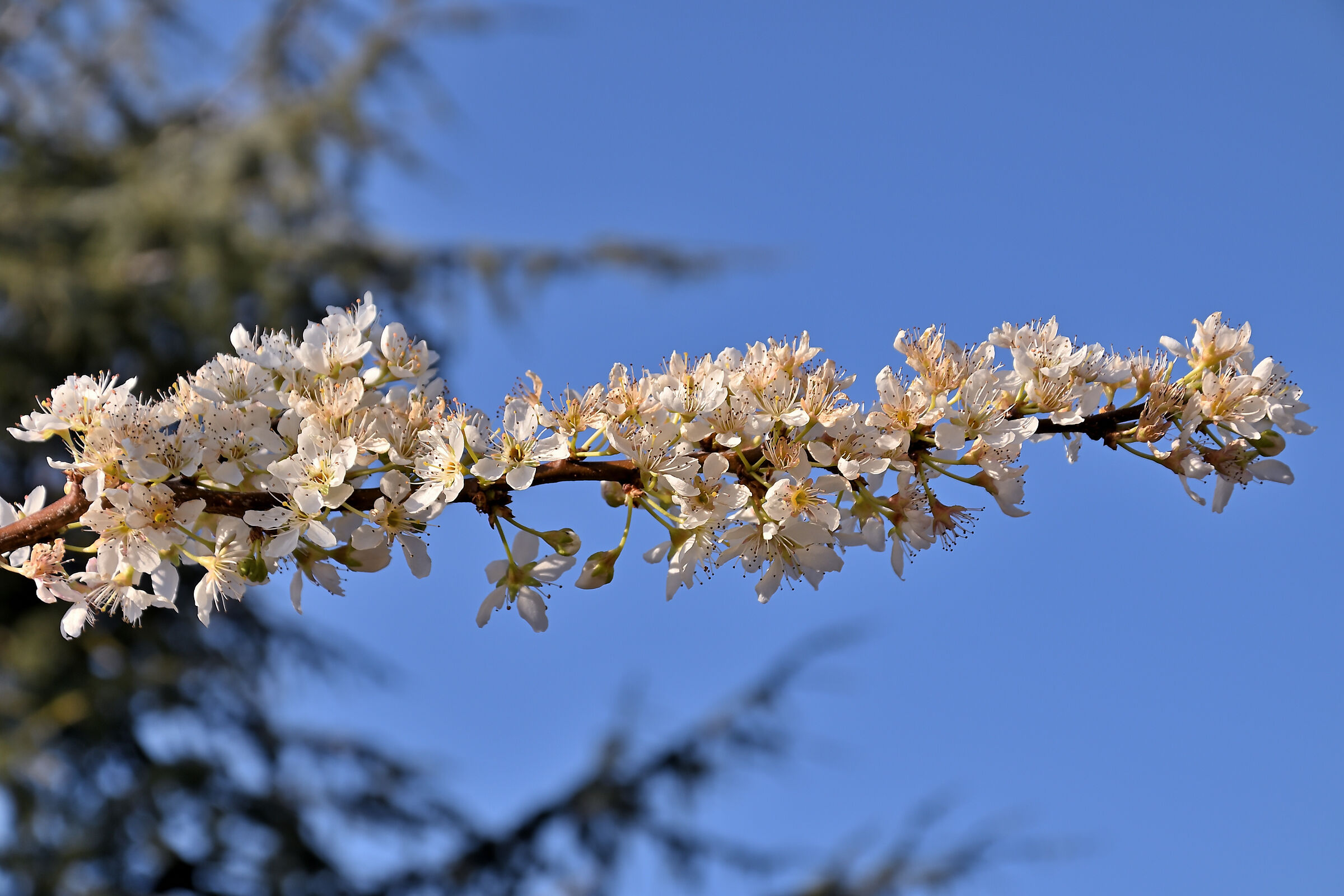 Pink flowers peach blossoms 2