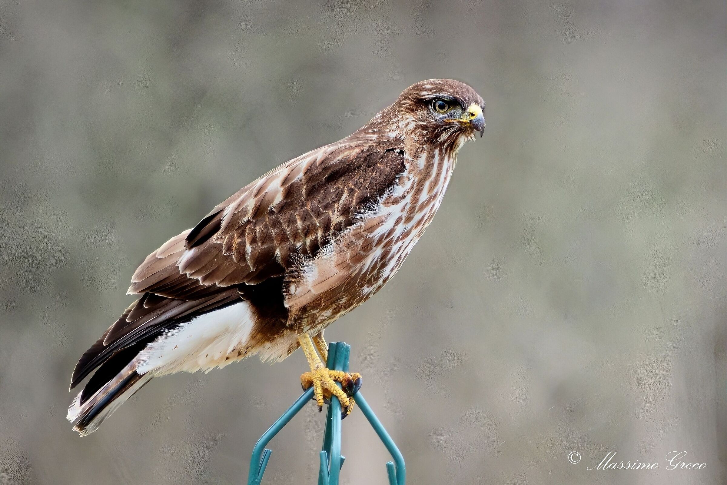 Poiana (Buteo buteo)