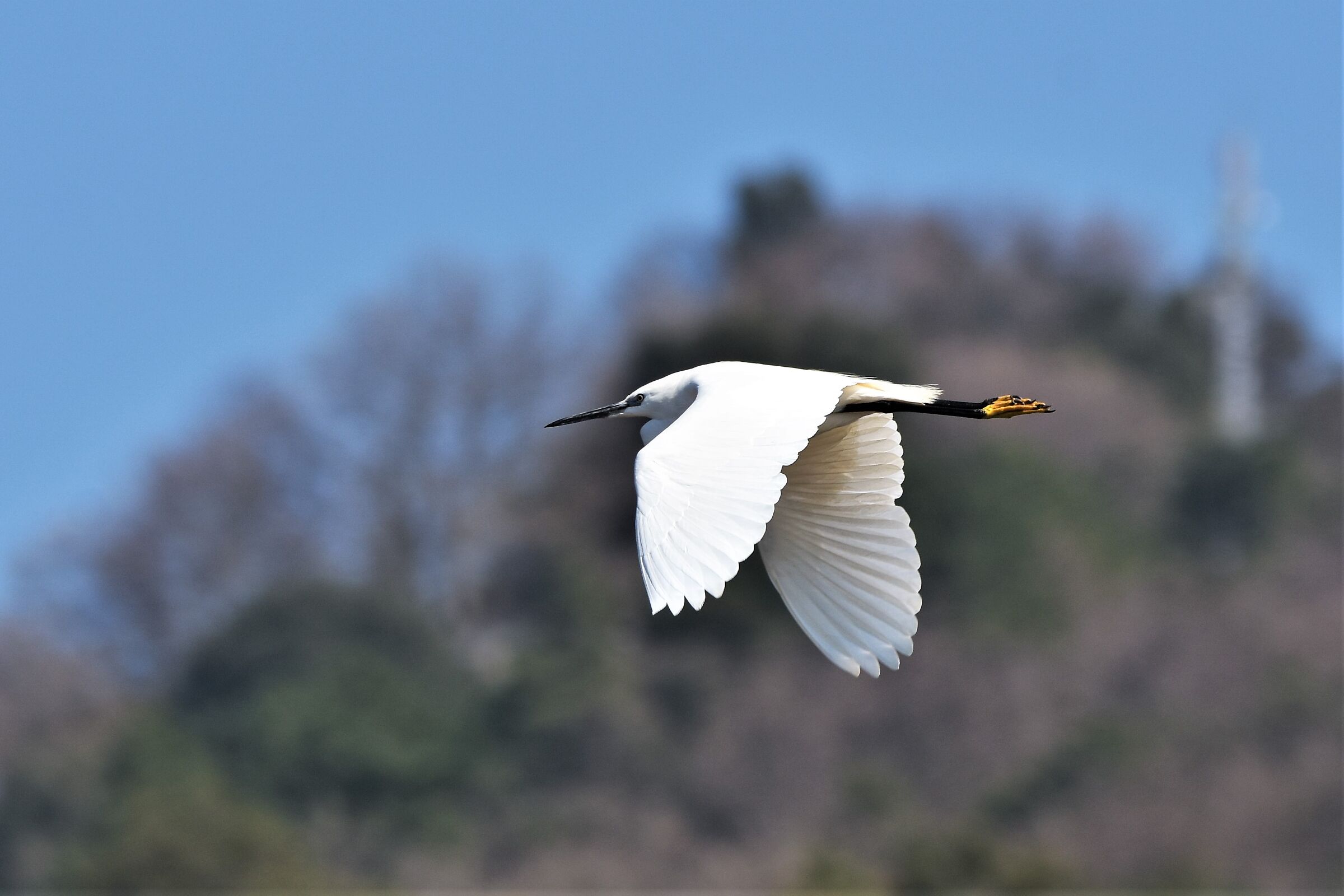 Egret