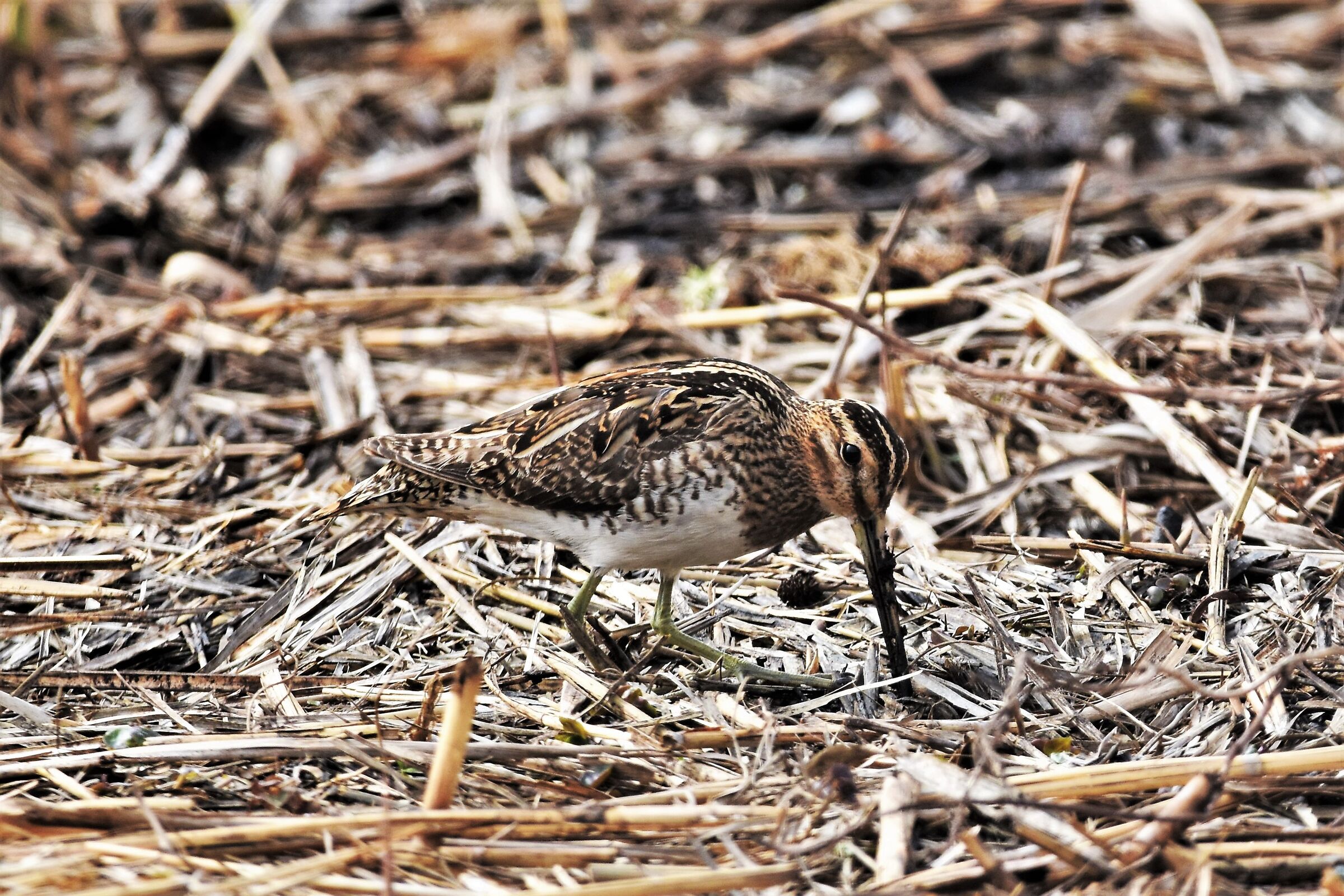 Snipe