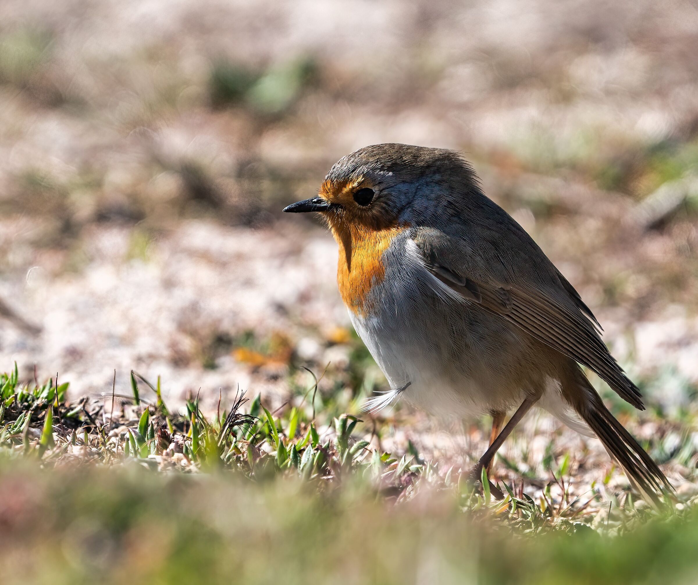Pettirosso in primo piano