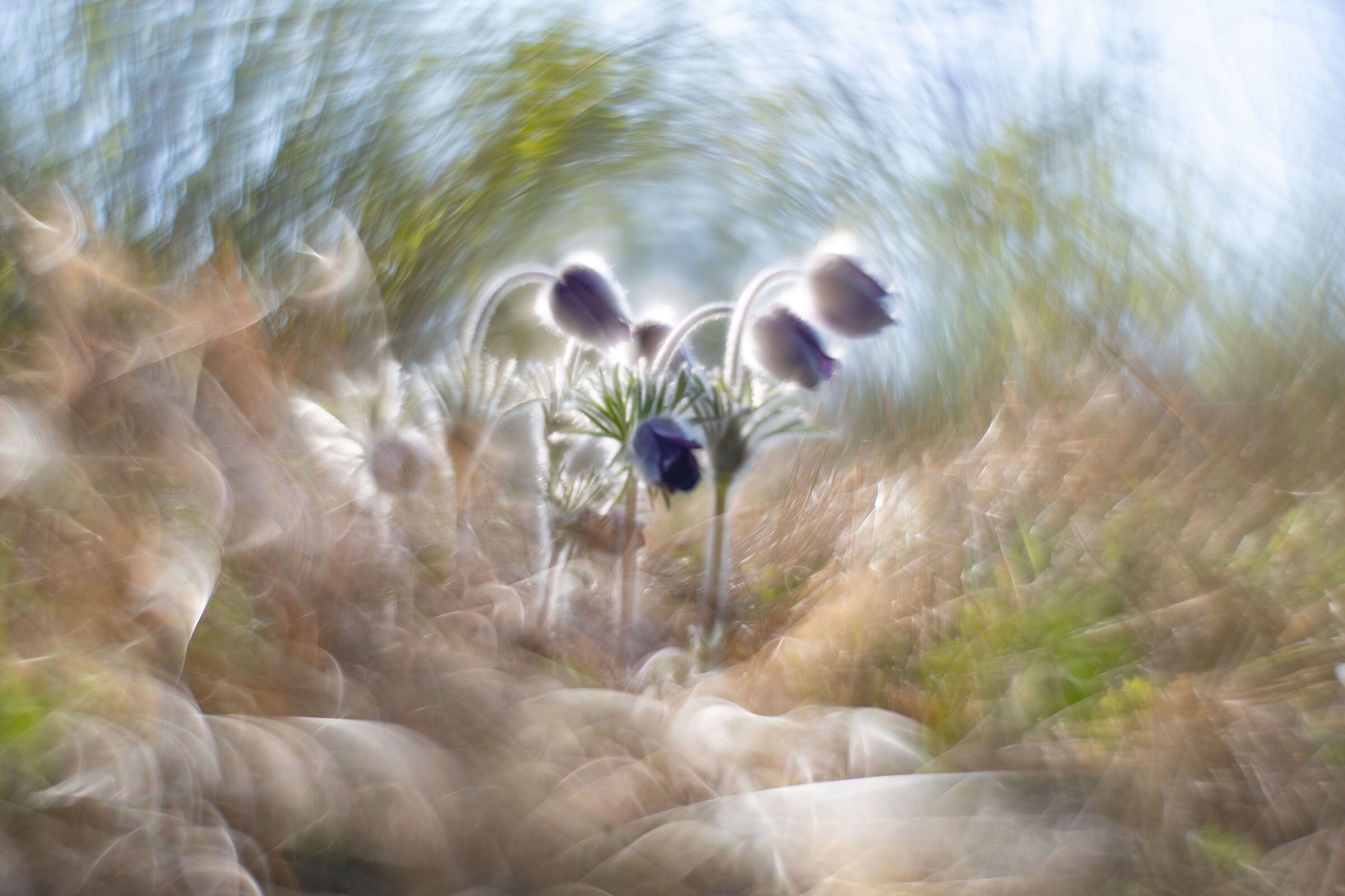 The vicious circle of pulsatilles