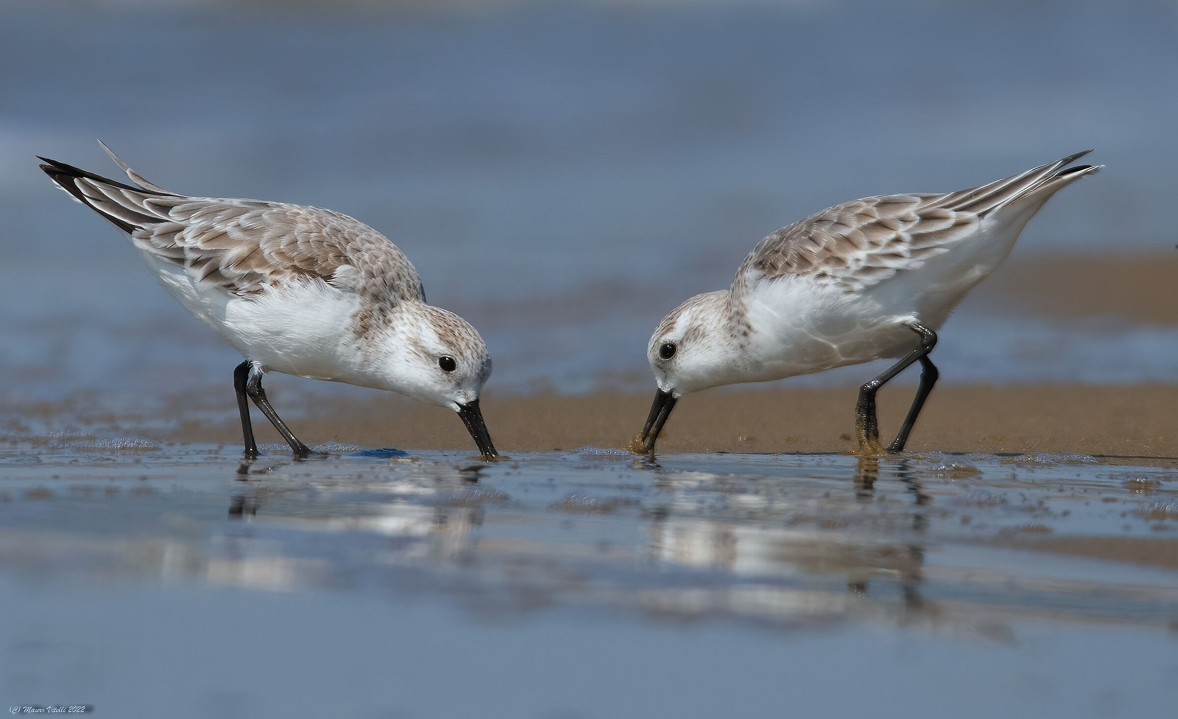 Three-toed sandpiper (Calidris alba)