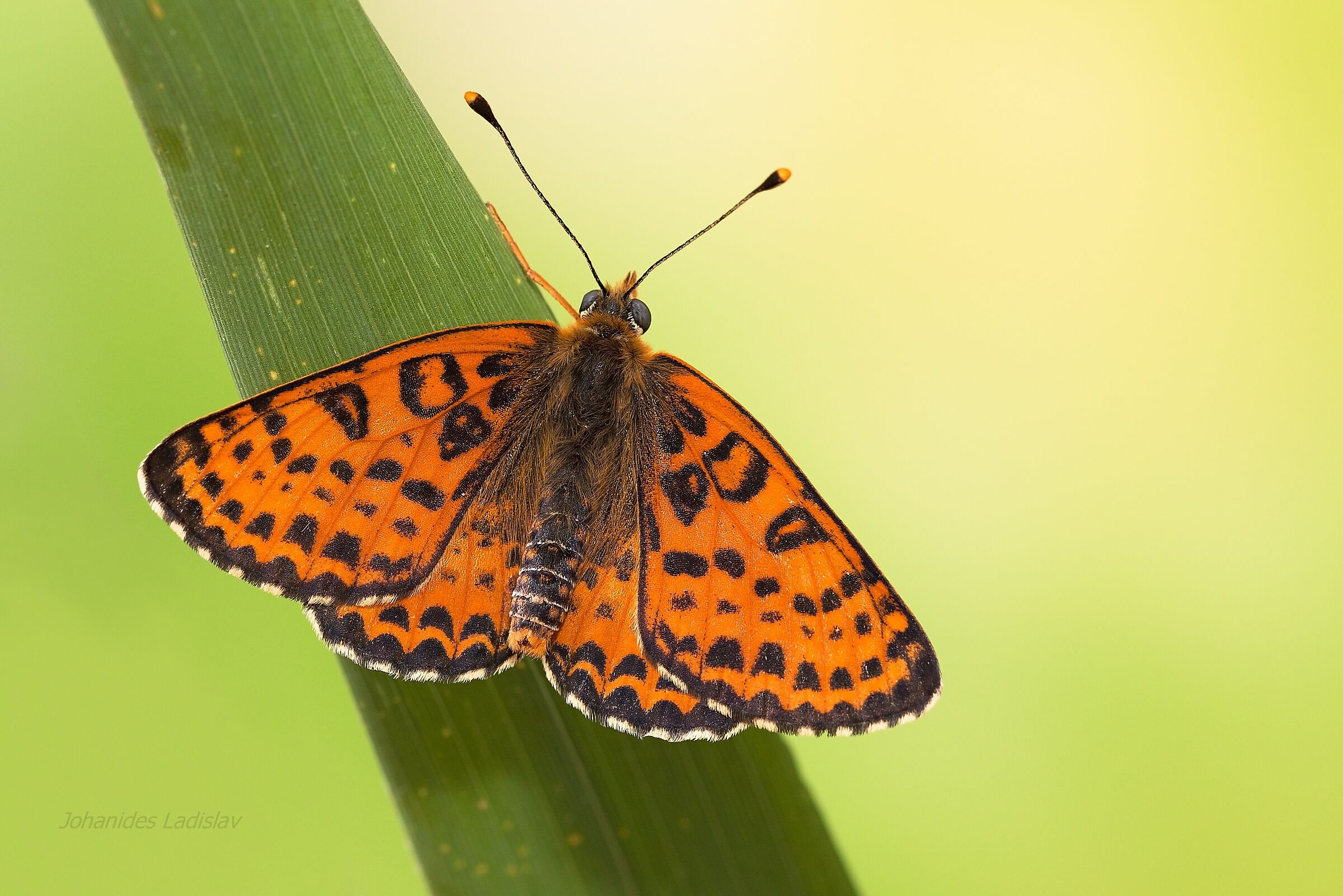 Melitaea didyma (male)