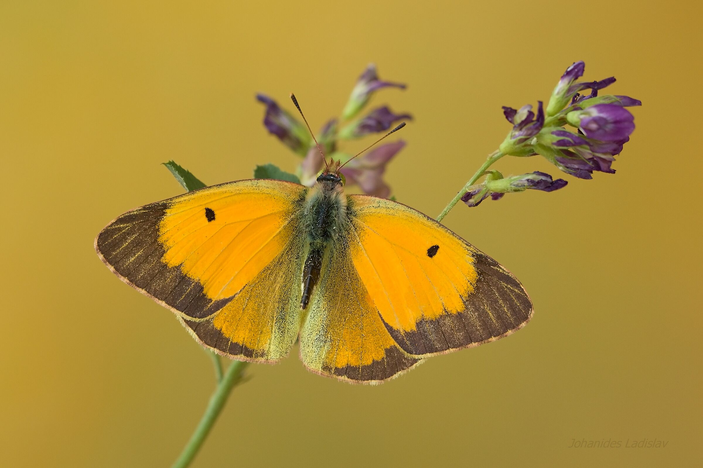 Colias croceus  (male)