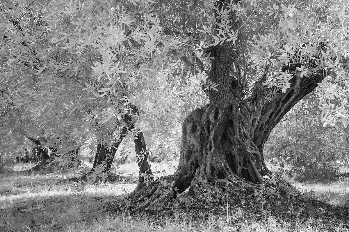 Olive grove