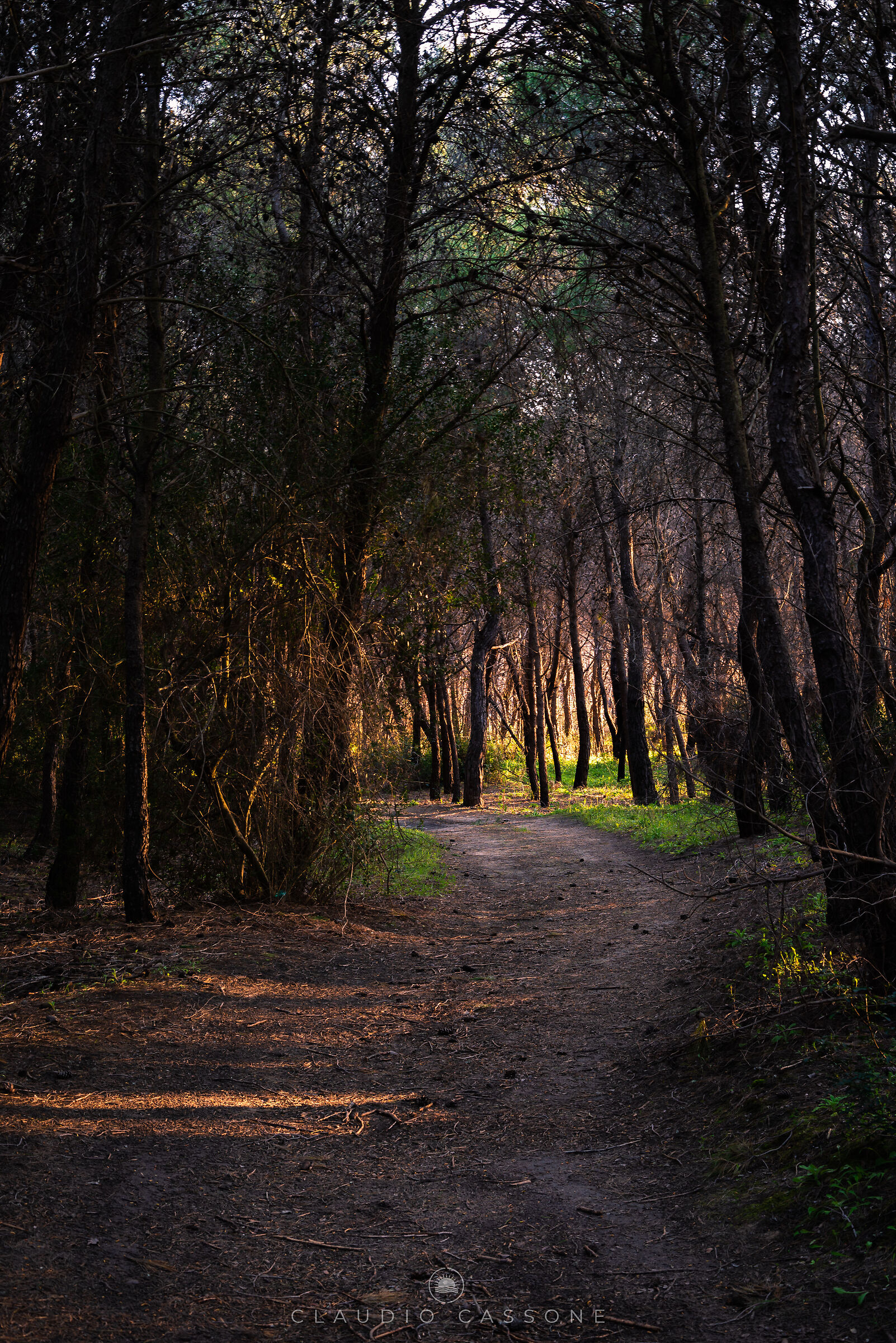 A walk in the pine forest