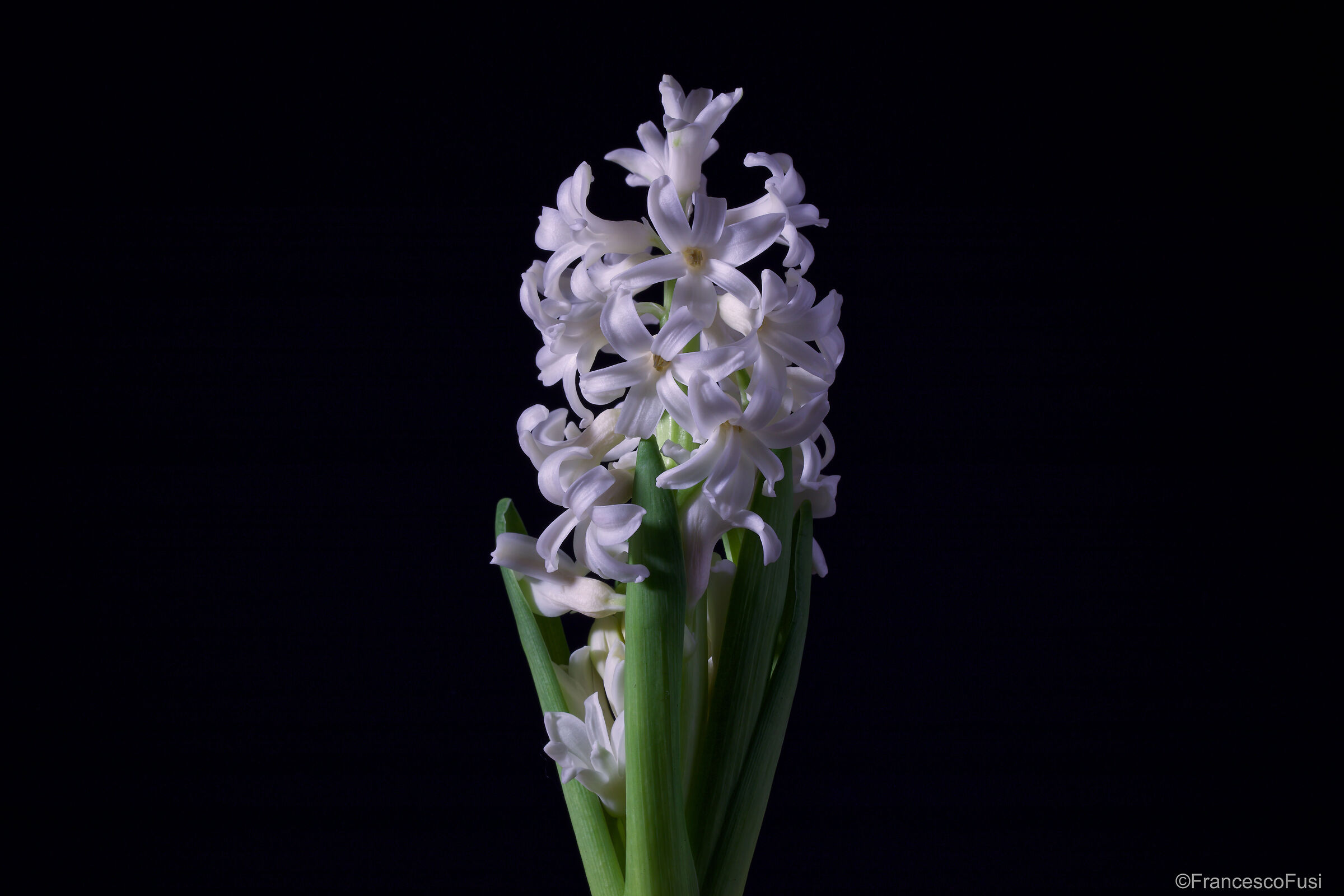 Hyacinth