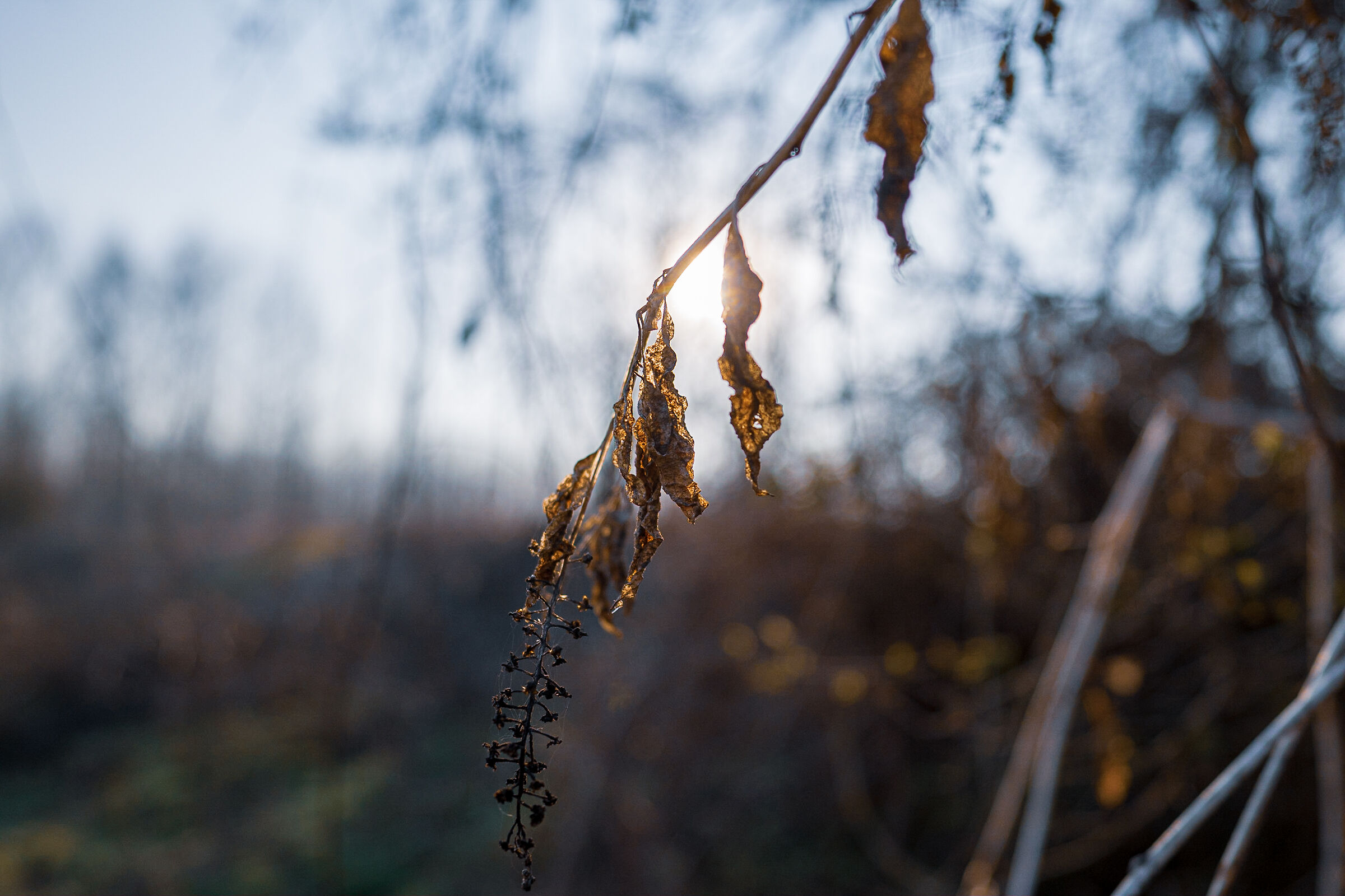 Dried leaves 2