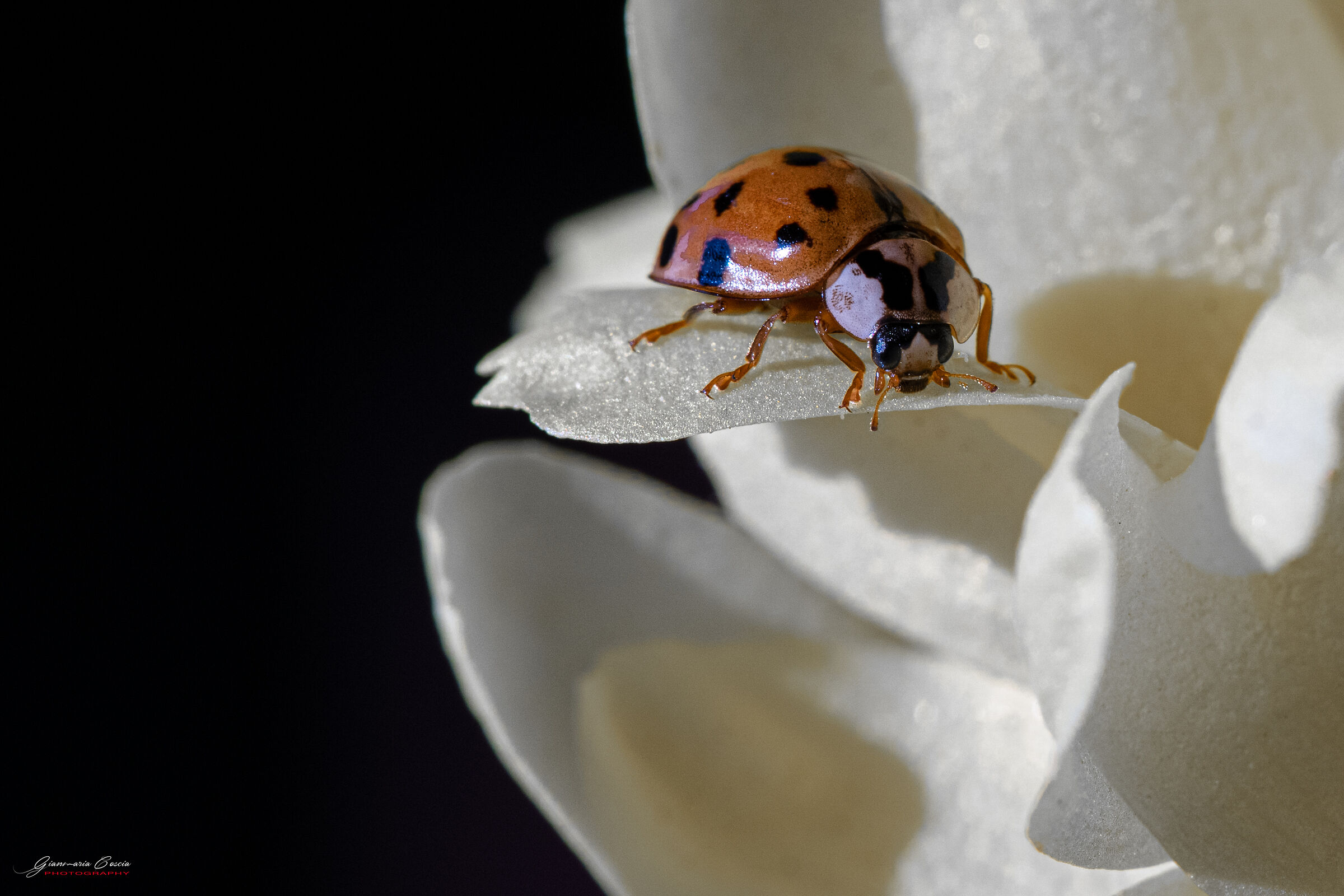 Coccinella portafortuna