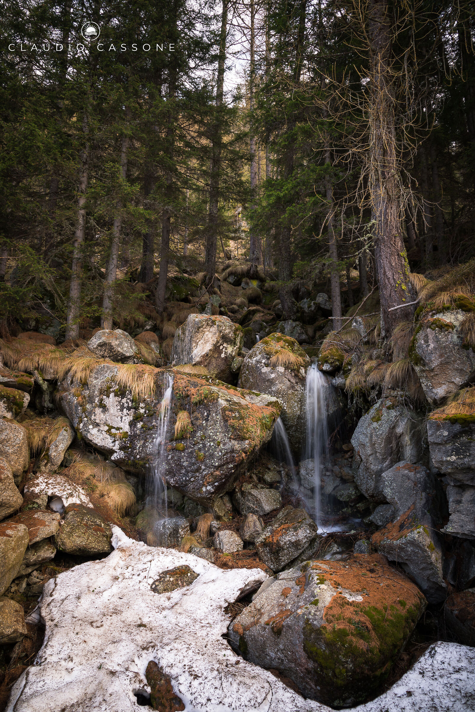 Corners of the forest