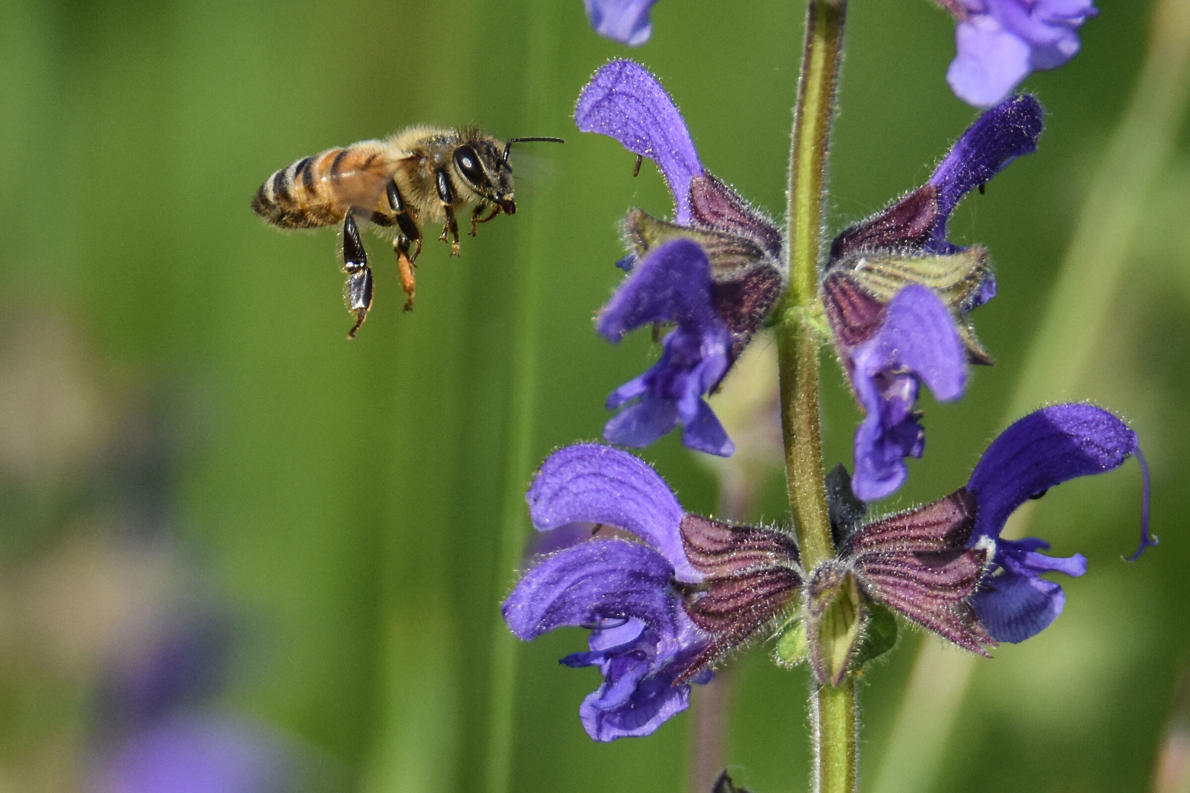 BEE