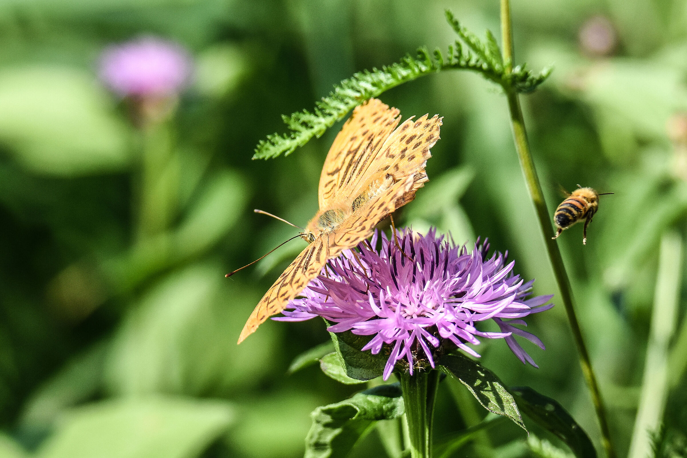 BUTTERFLY AND BEE