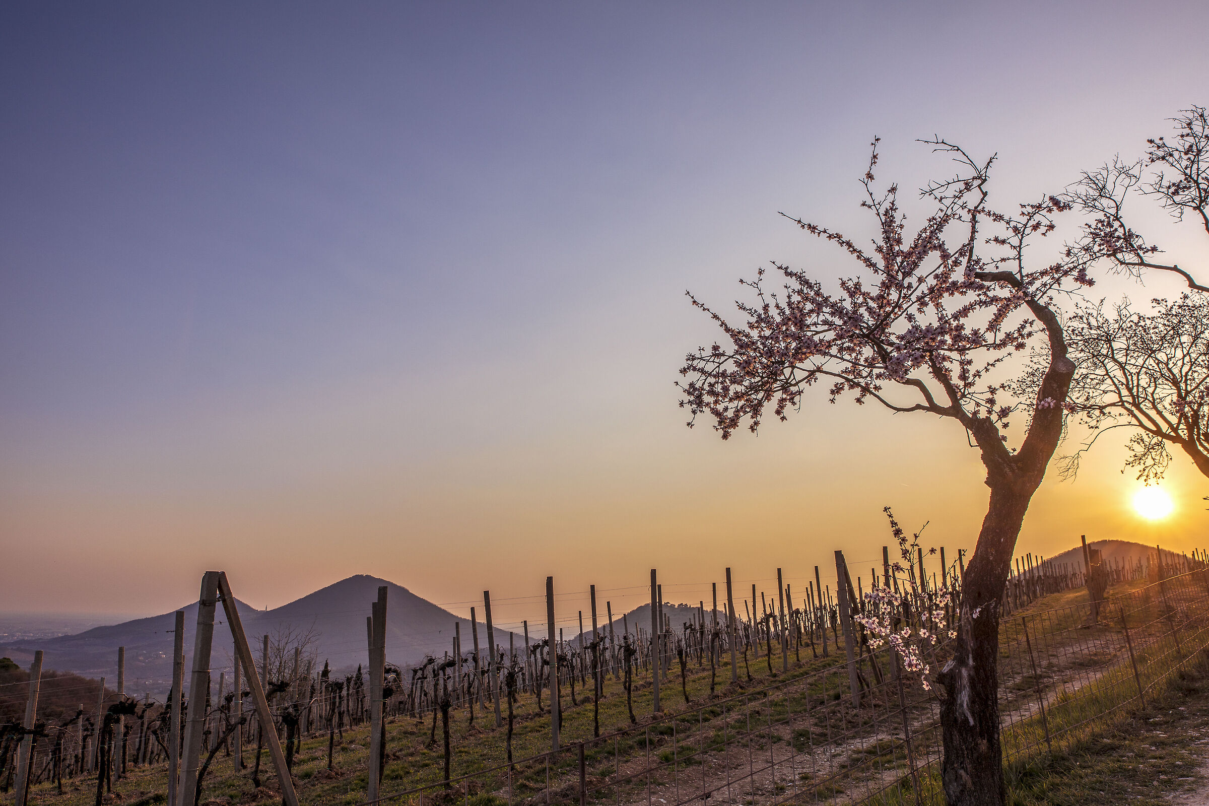 The almond tree path