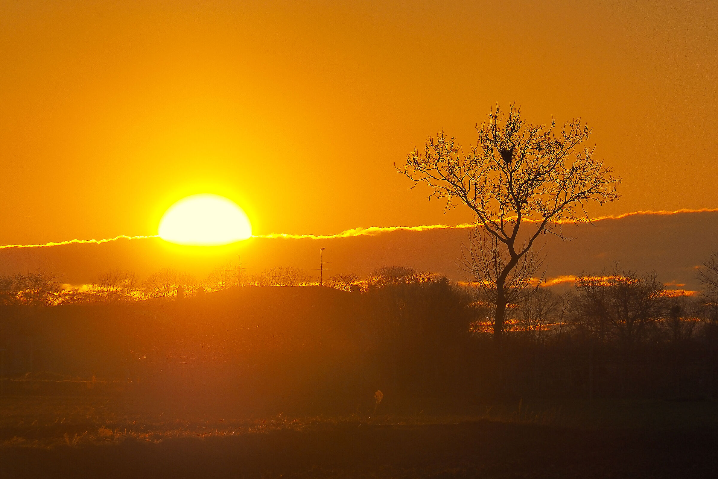 nest between the branches at dawn
