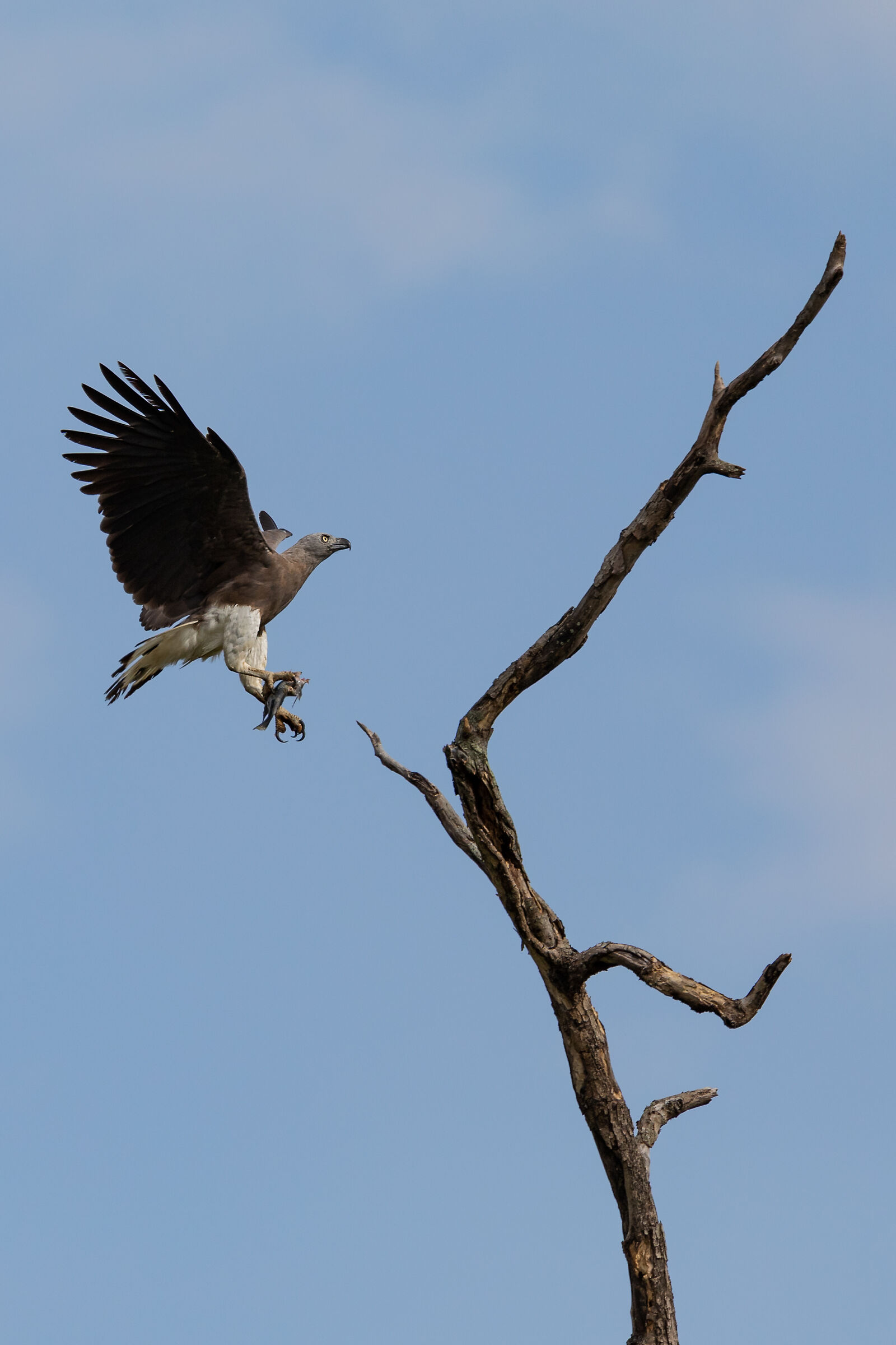 Aquila Pescatrice Testagrigia