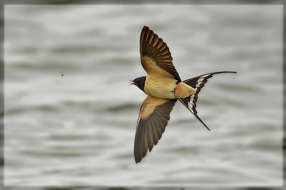 Swallow and ... "Victim"!