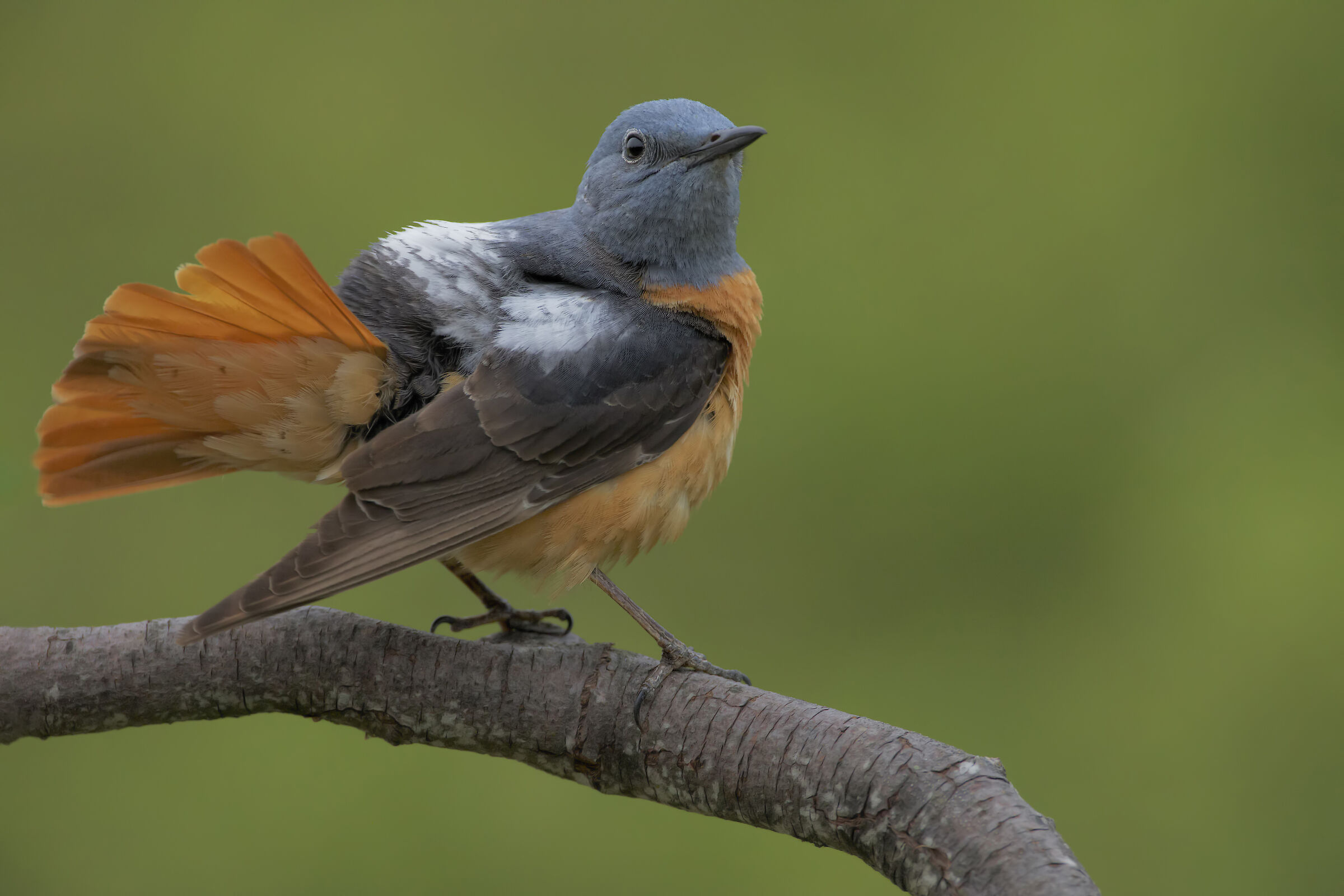 Codirossone...."la sventagliata"