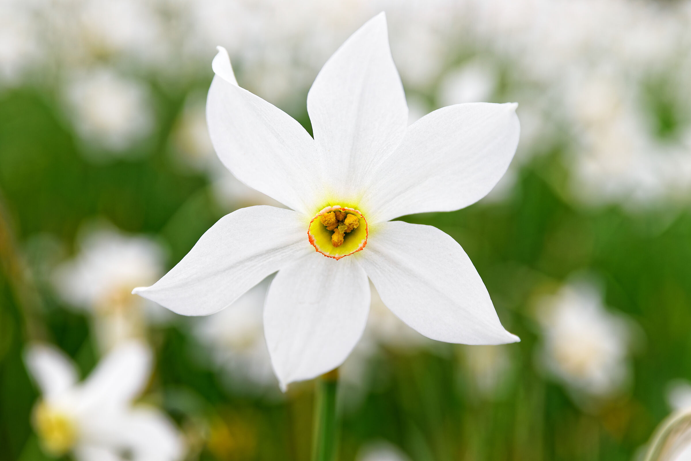 Narcissus in Pian delle Nere