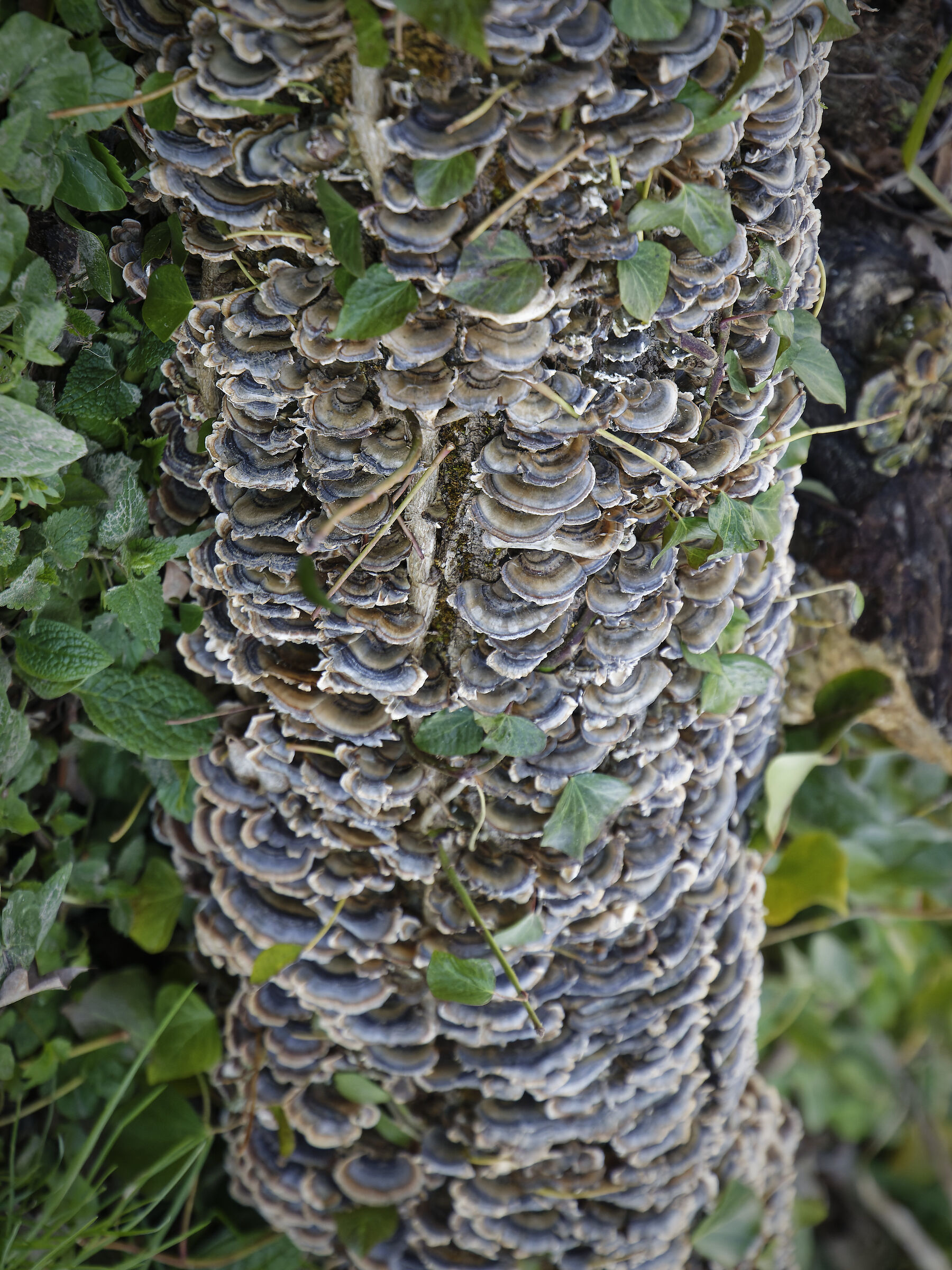 Vertical forest (natural)