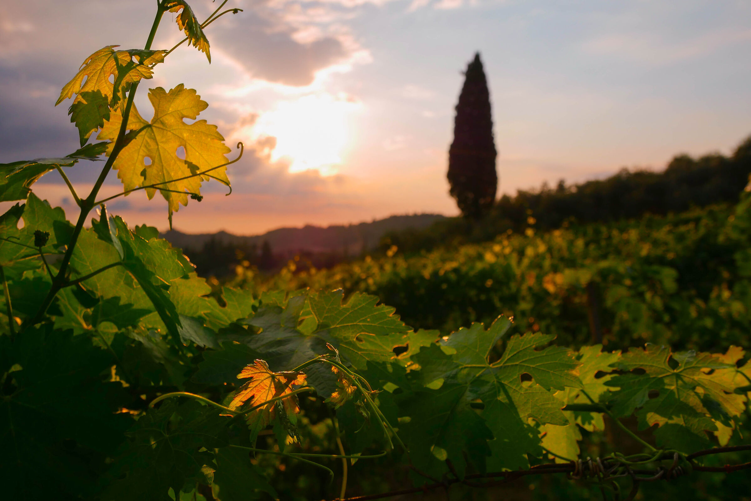 Chianti Vineyards