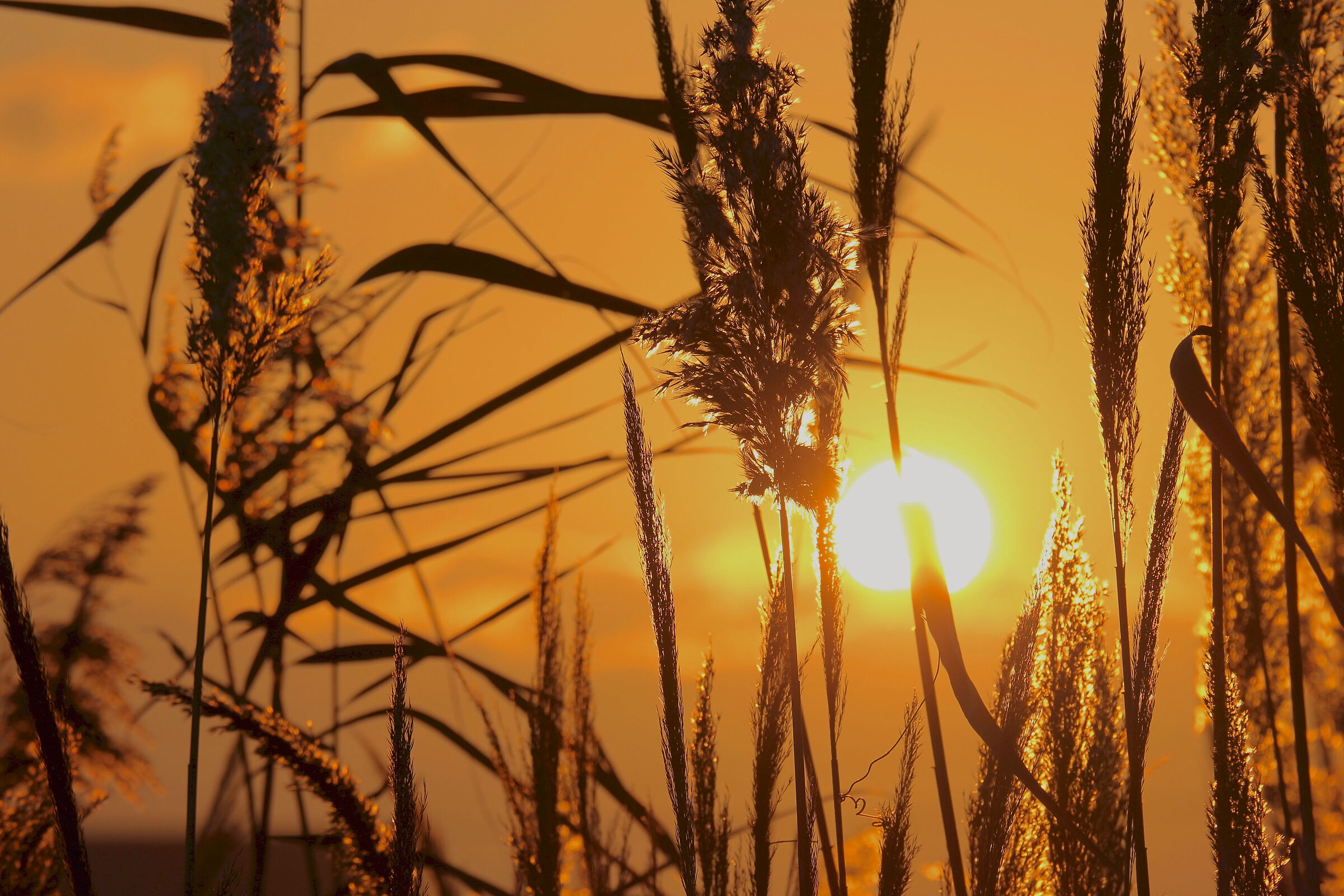 Golden hour
