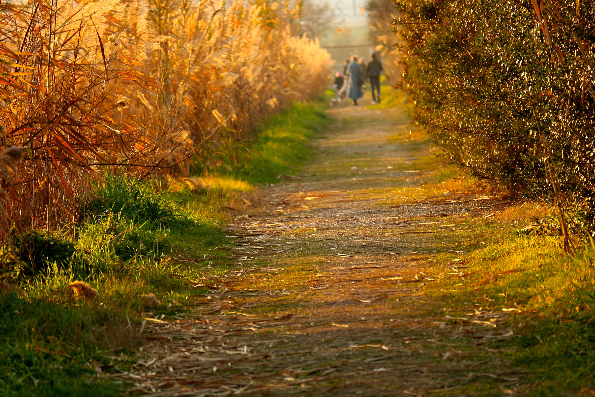 A small path