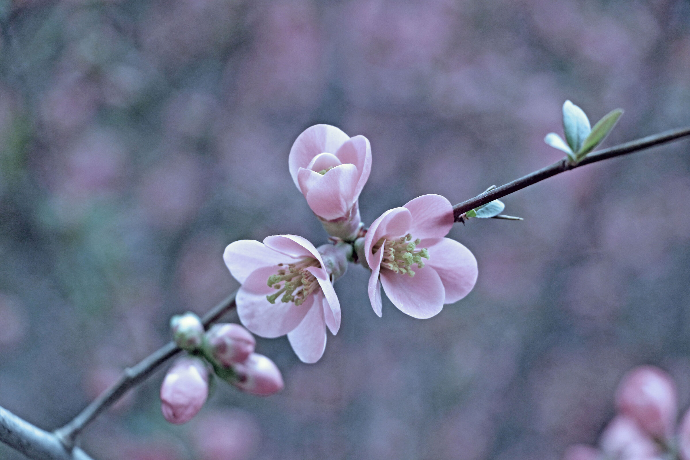 branches