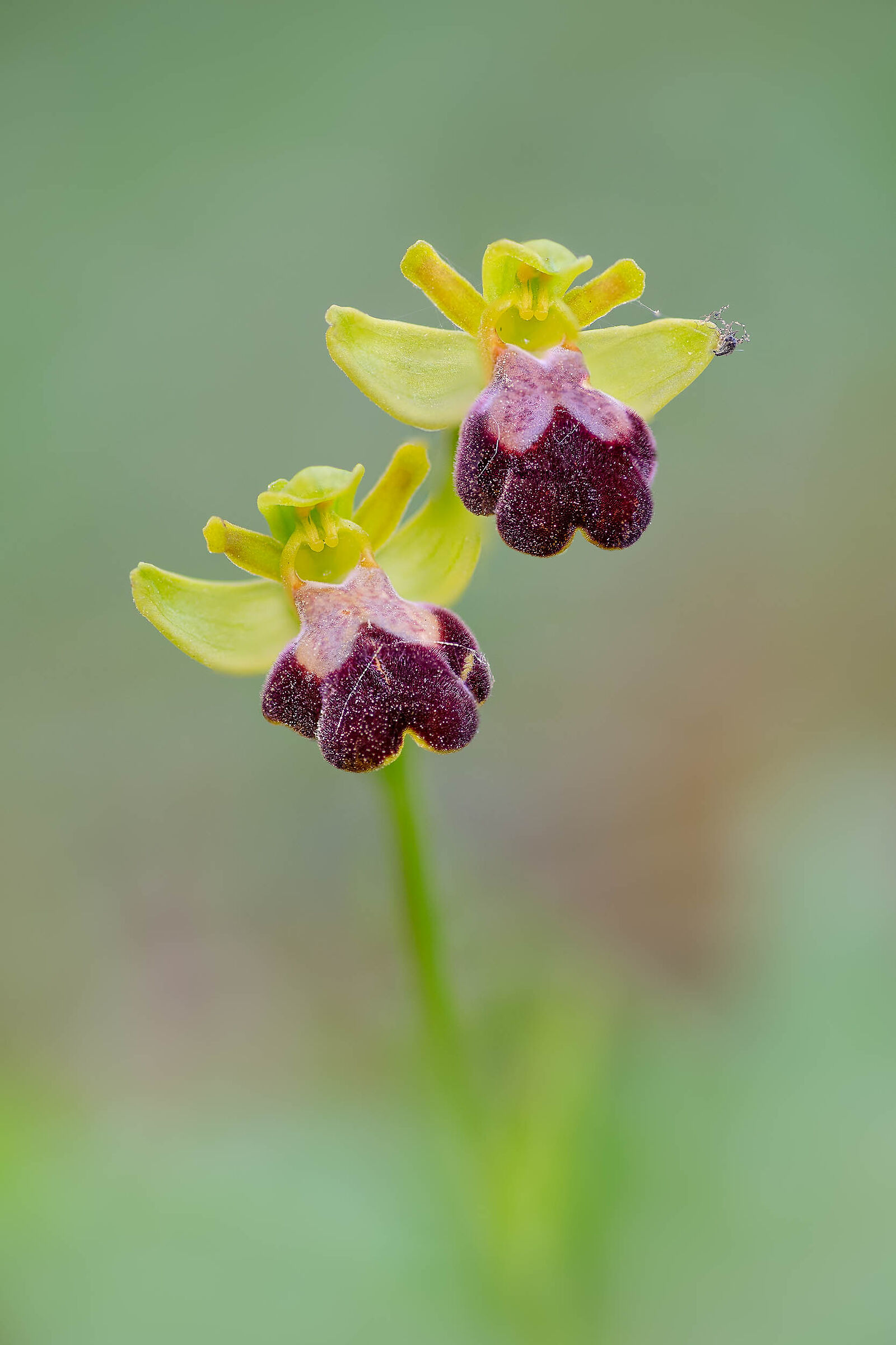 Ophrys fusca